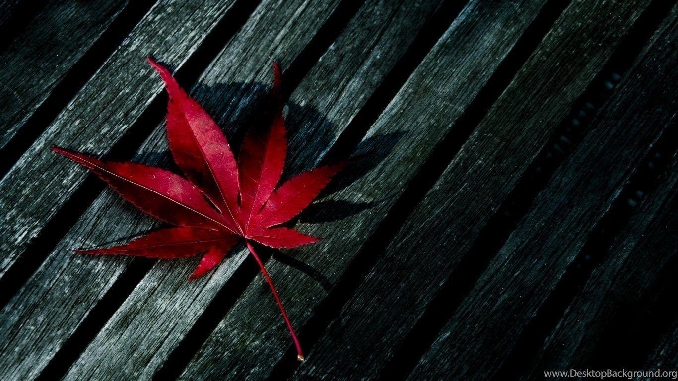 Herbstblätter, Wallpaper, HD, Natur, Bild, 1370x770 HD Desktop