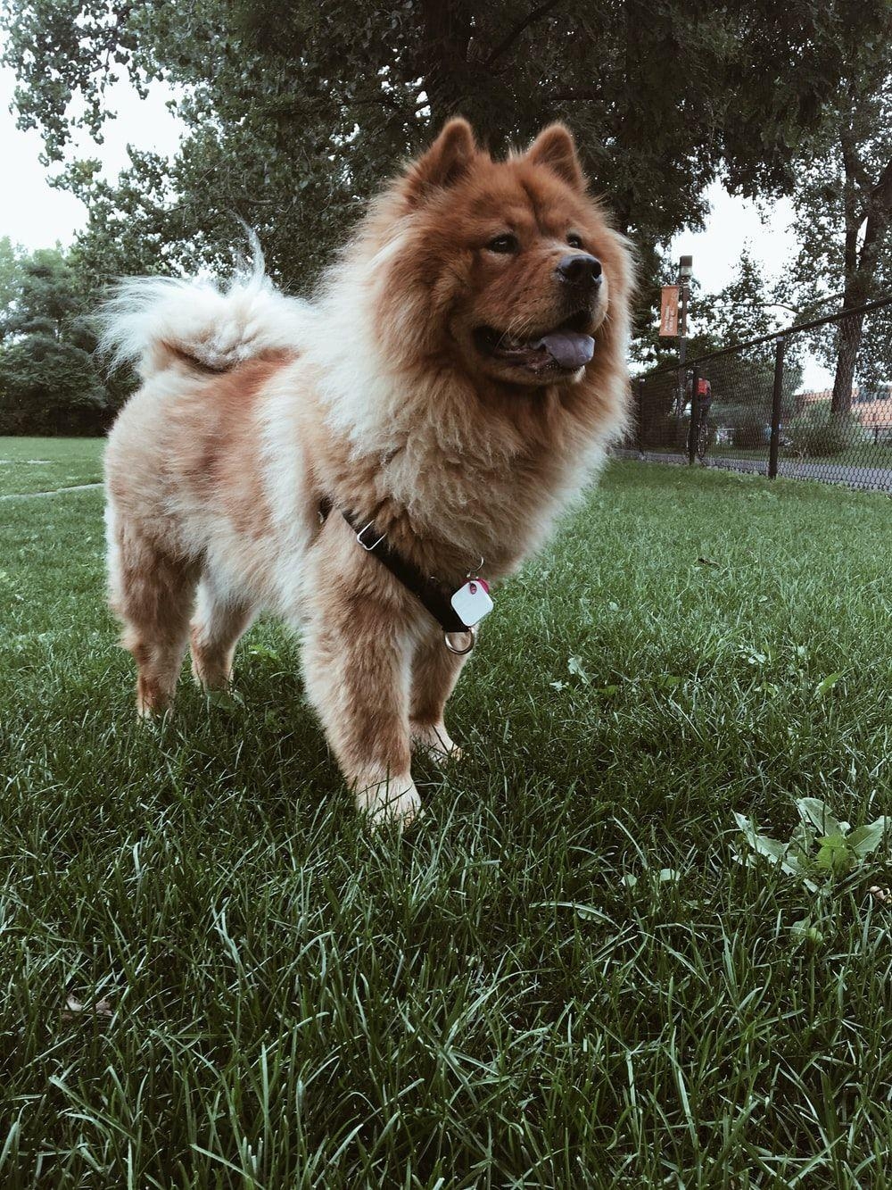 Chow Chow, Bild, HD Download, Gratis, Bild, 1000x1340 HD Handy