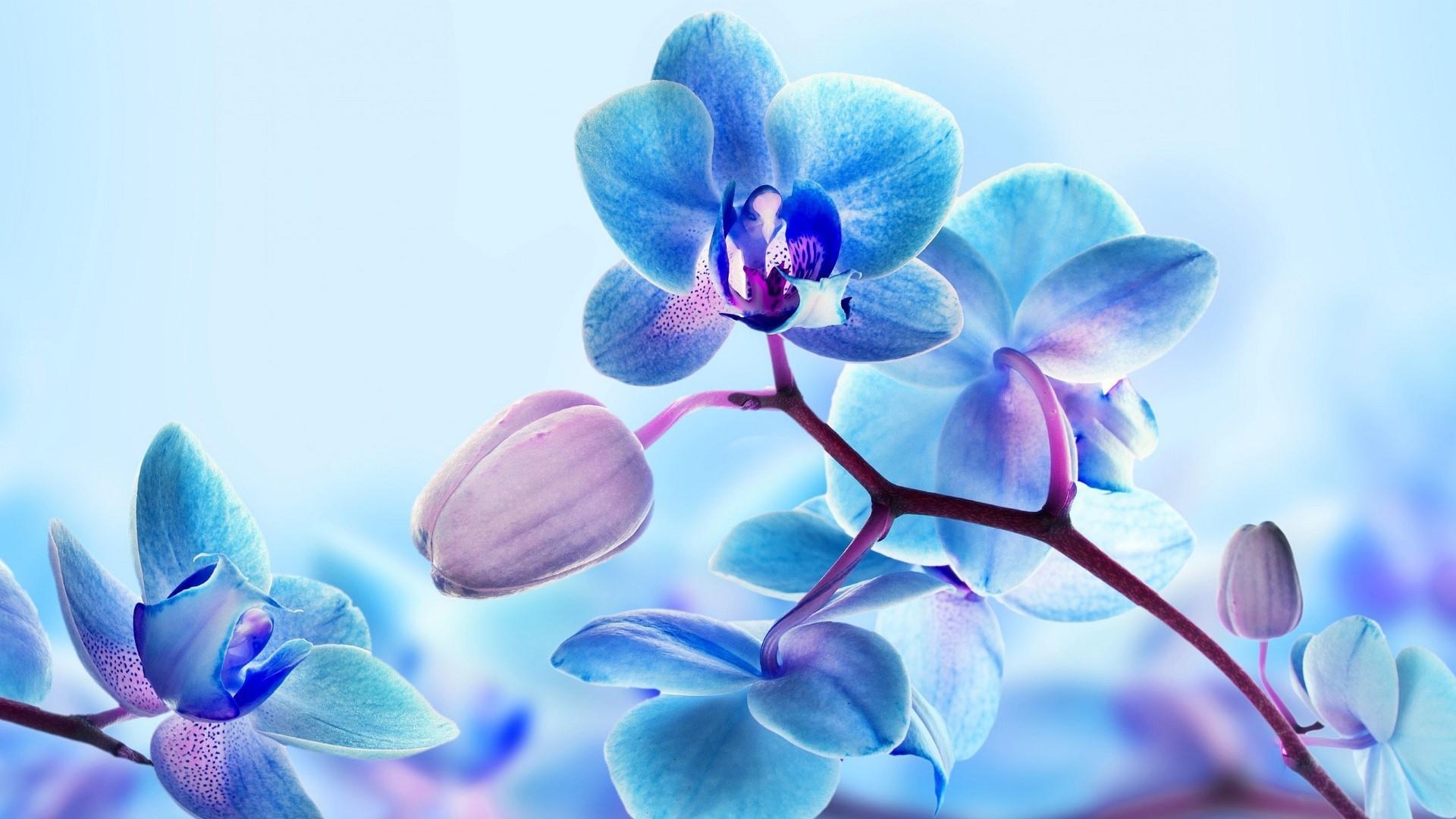 Blaue Orchidee, Studio, Natur, Bild, HD, 1920x1080 Full HD Desktop