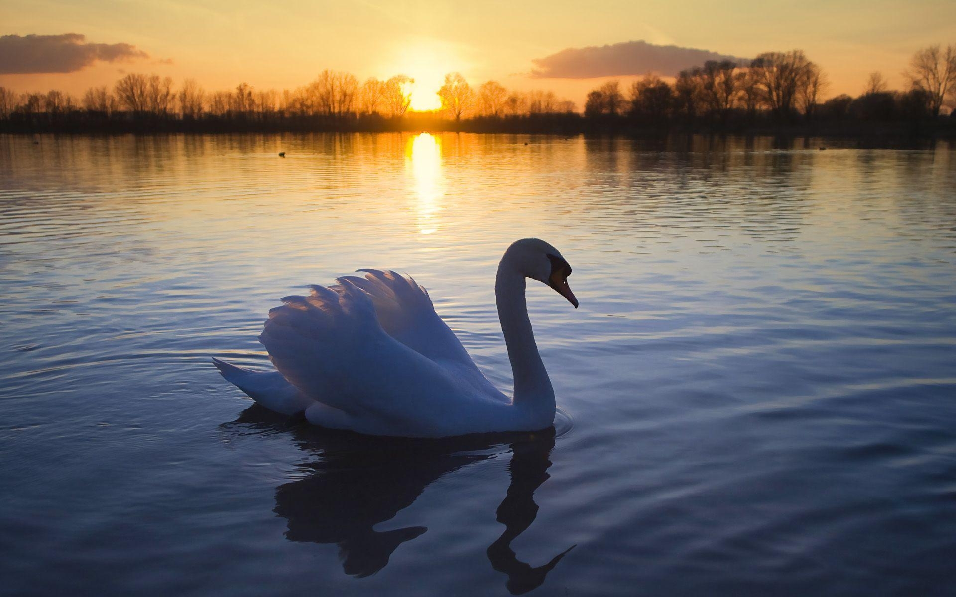 Höckerschwan, Desktop, Hintergrund, Tiere, Schwan, 1920x1200 HD Desktop