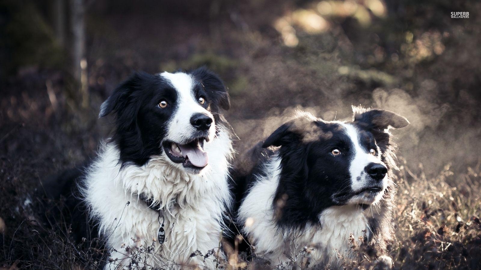 Border Collies, Hundeliebe, Aktivität, loyal, nervös, 1600x900 HD Desktop