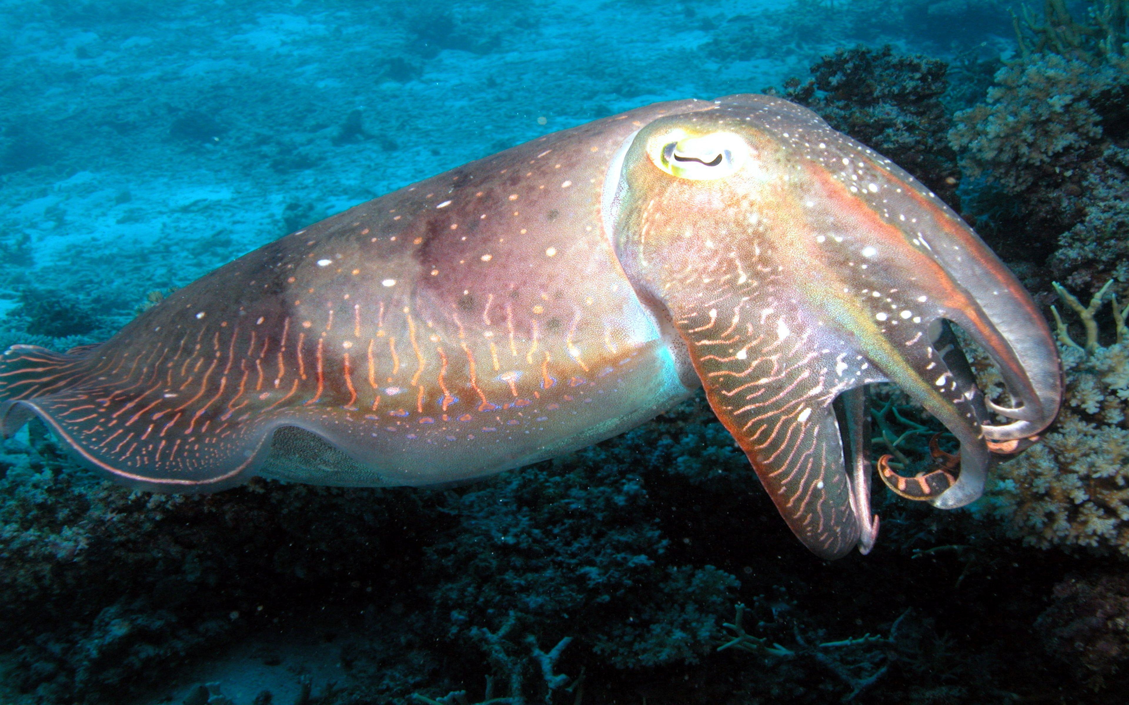 Great Barrier Reef, Natur, Korallenriff, Australien, Ökosystem, 3840x2400 4K Desktop