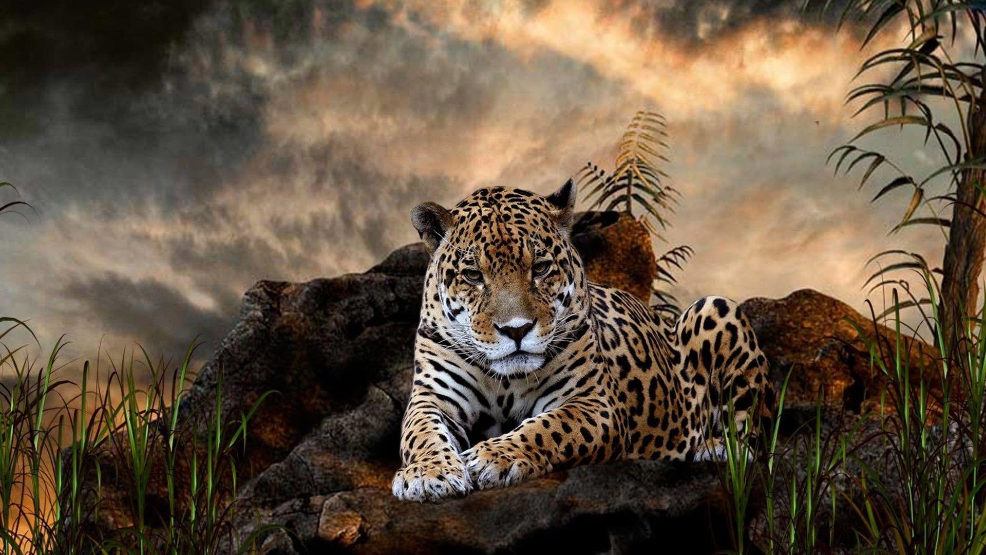 Schwarzer Leopard, Panther, Tiere, Hintergrund, Bild, 1920x1080 Full HD Desktop