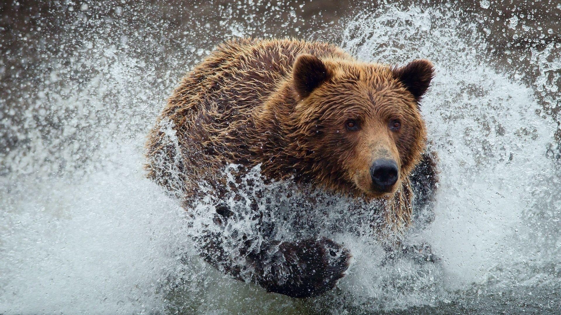 Bären, Natur, HD Bild, Grizzly, Tierwelt, 1920x1080 Full HD Desktop