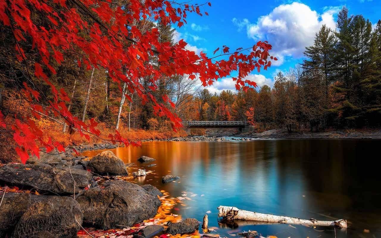 Einzigartig, Herbst, Szenerie, Natur, Blätter, 1280x800 HD Desktop