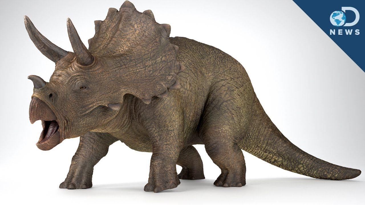 Triceratops Dinosaurier sind gefälscht Mythos, 1280x720 HD Desktop