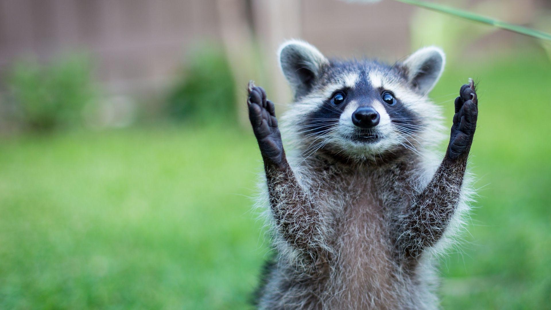 Voller HD-Waschbär, 1080p, Tiere, Hintergrund, Natur, 1920x1080 Full HD Desktop