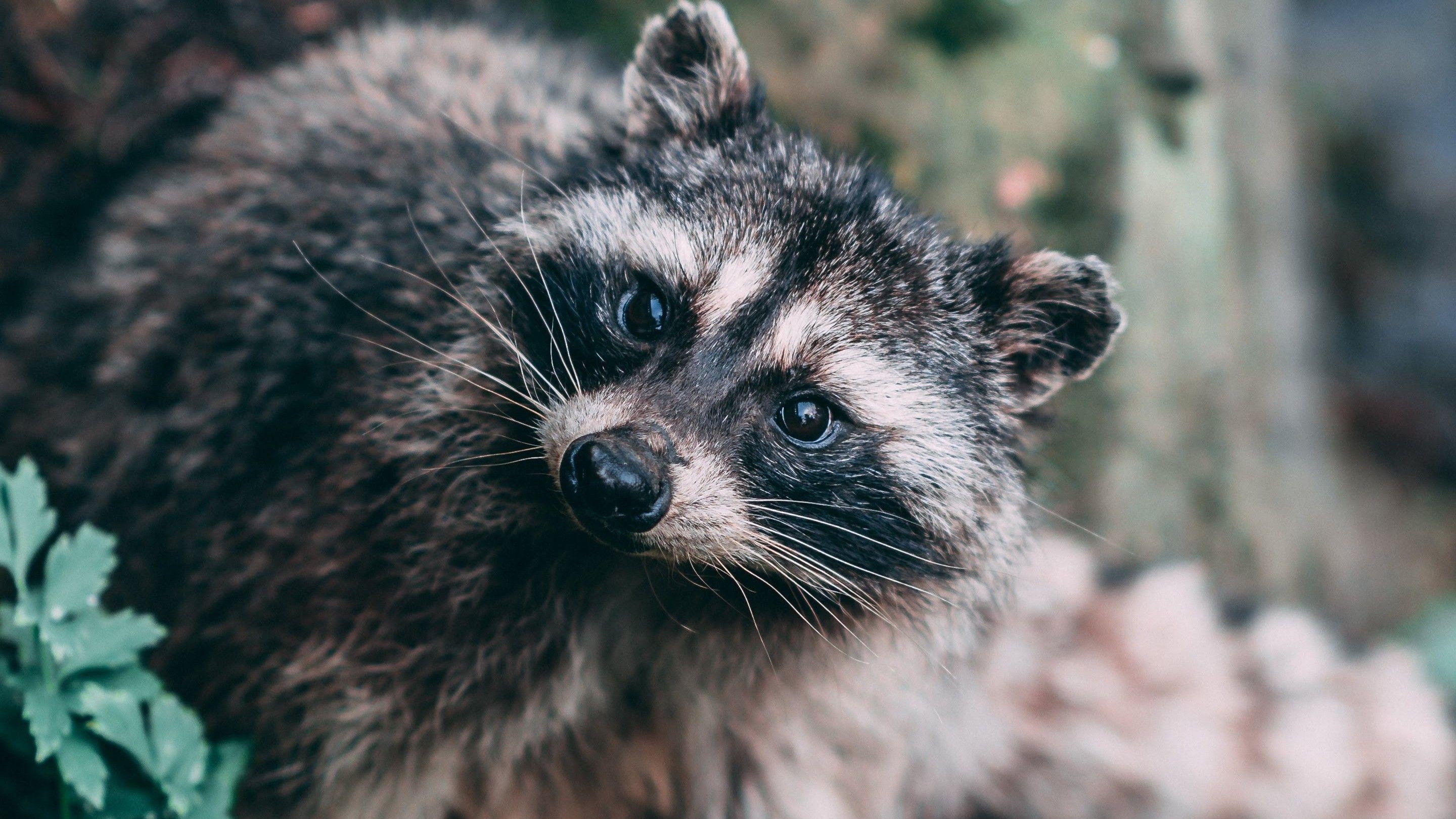 Tier-Waschbär, Natur, Hintergrund, HD, Wald, 2880x1620 HD Desktop