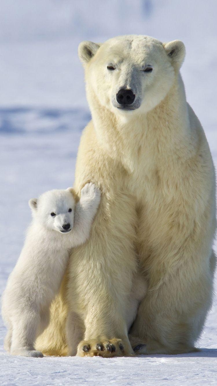 Baby Eisbär Hintergrundbild Bild Foto, 750x1340 HD Handy