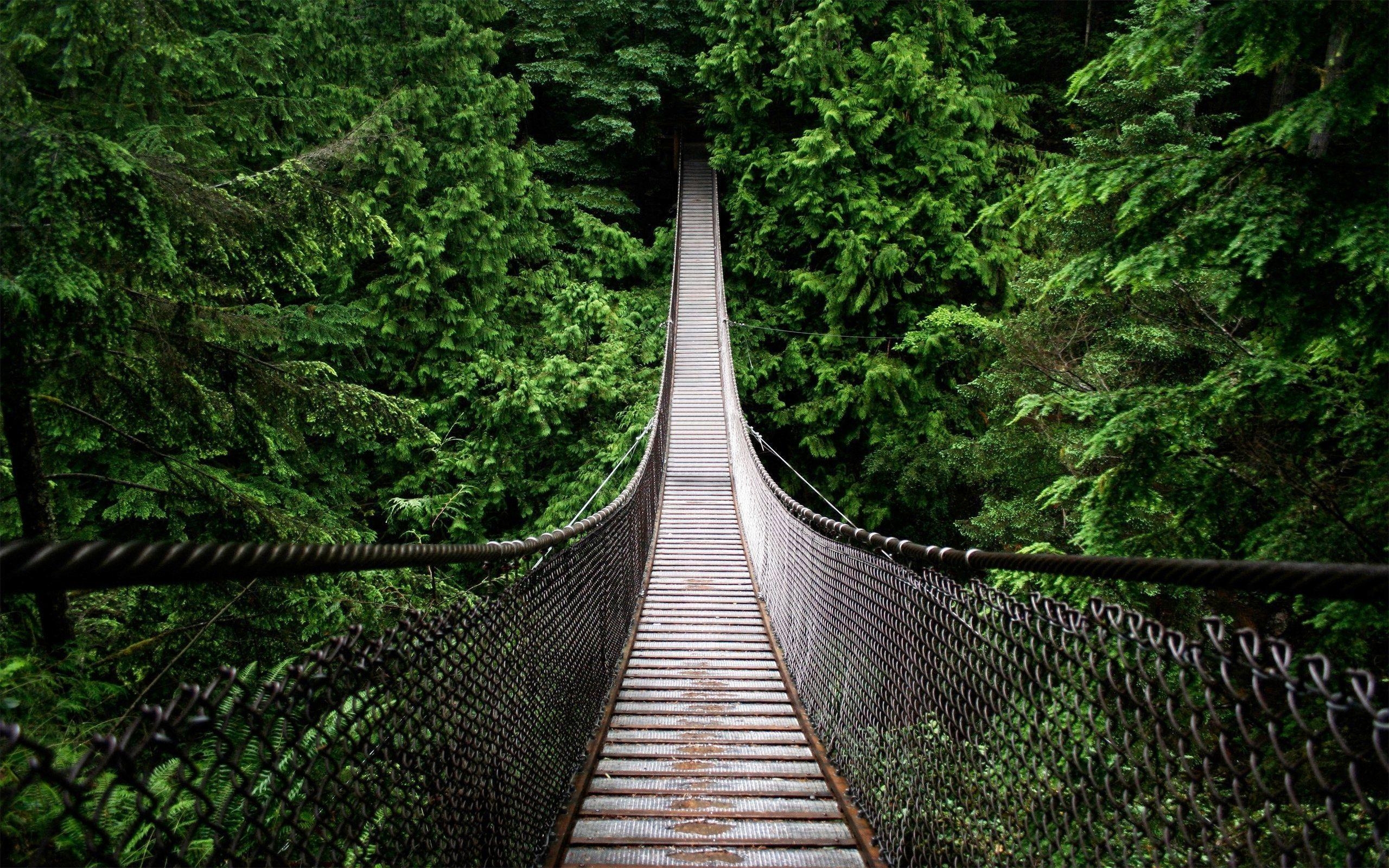 Regenwald, Brücke, 24477px, Natur, Grün, 2560x1600 HD Desktop