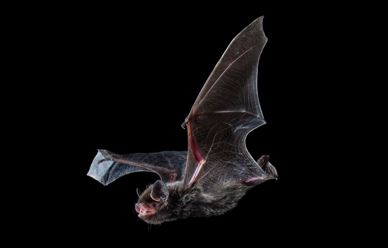 Natur, Fledermaus, Silberhautfledermaus, Bild, 1340x850 HD Desktop