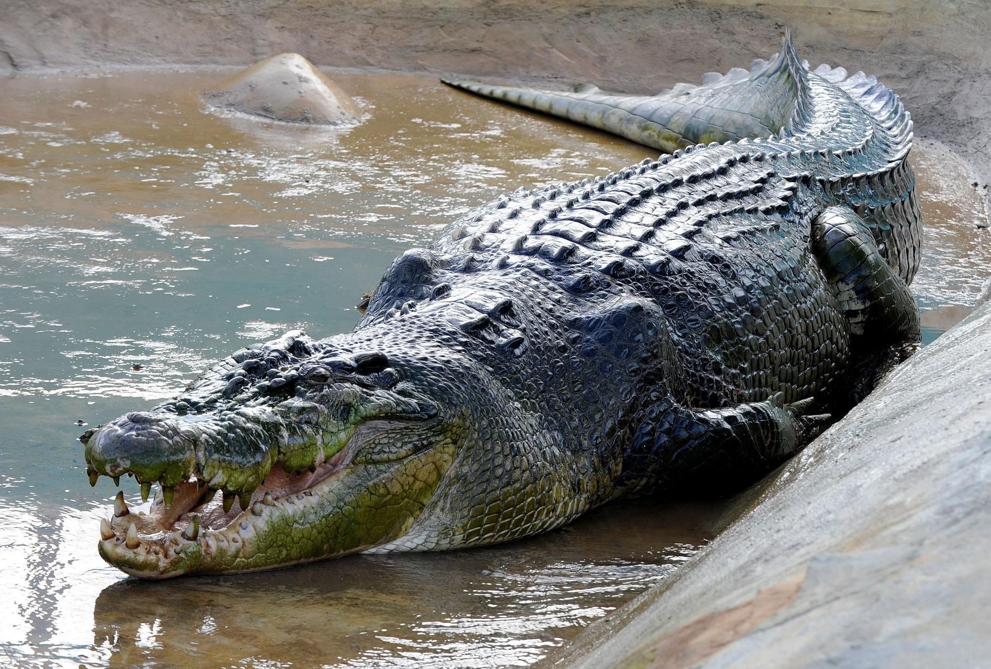 Alligator, HD, Reptil, Bild, Tiere, 2000x1350 HD Desktop