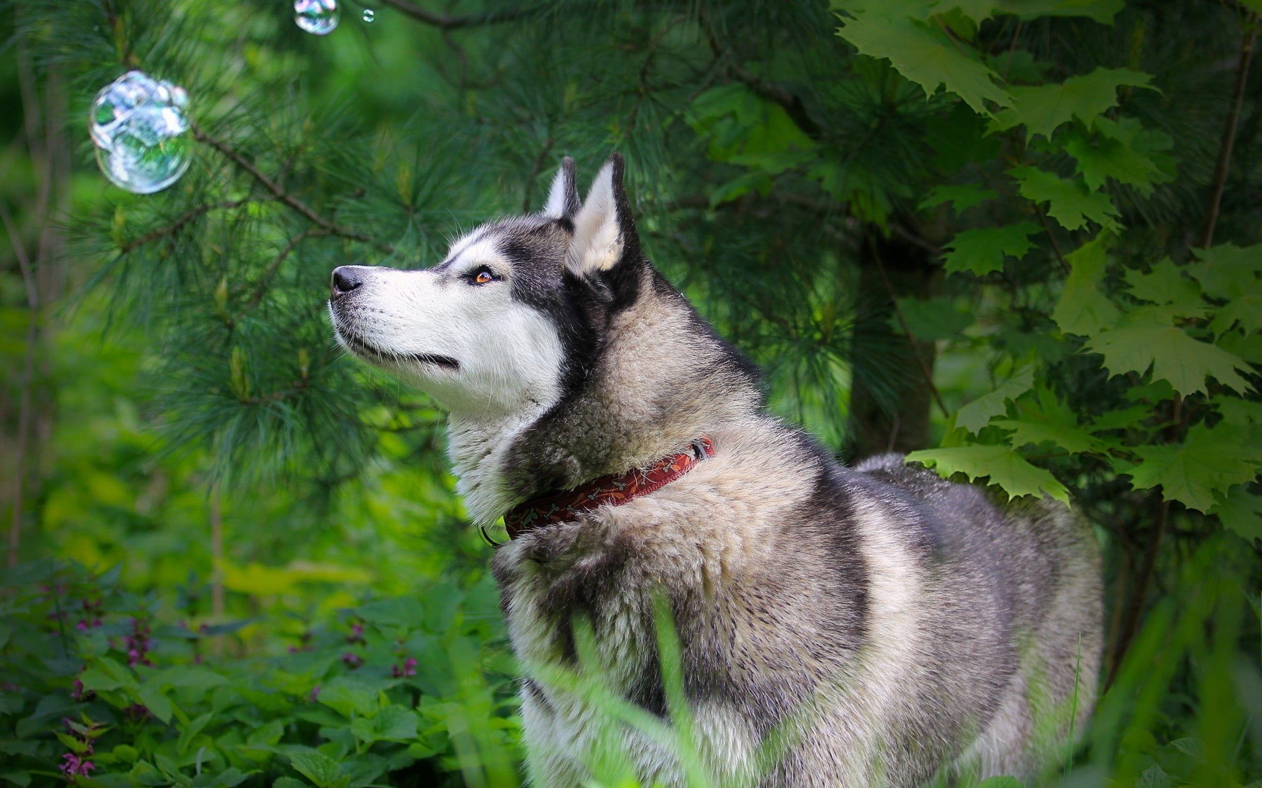 Alaskan Malamute, Baum, HD, Hintergrund, Tiere, 2560x1600 HD Desktop