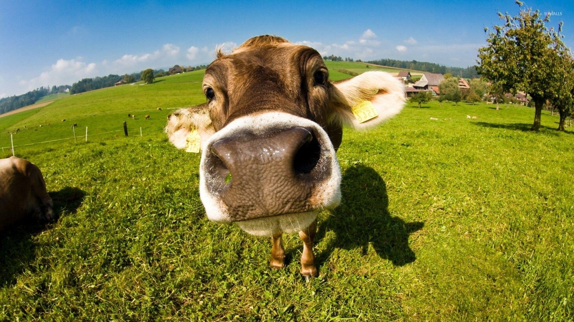 Niedliche Kuh, Tiere, Landwirtschaft, Bauernhof, Süß, 1920x1080 Full HD Desktop