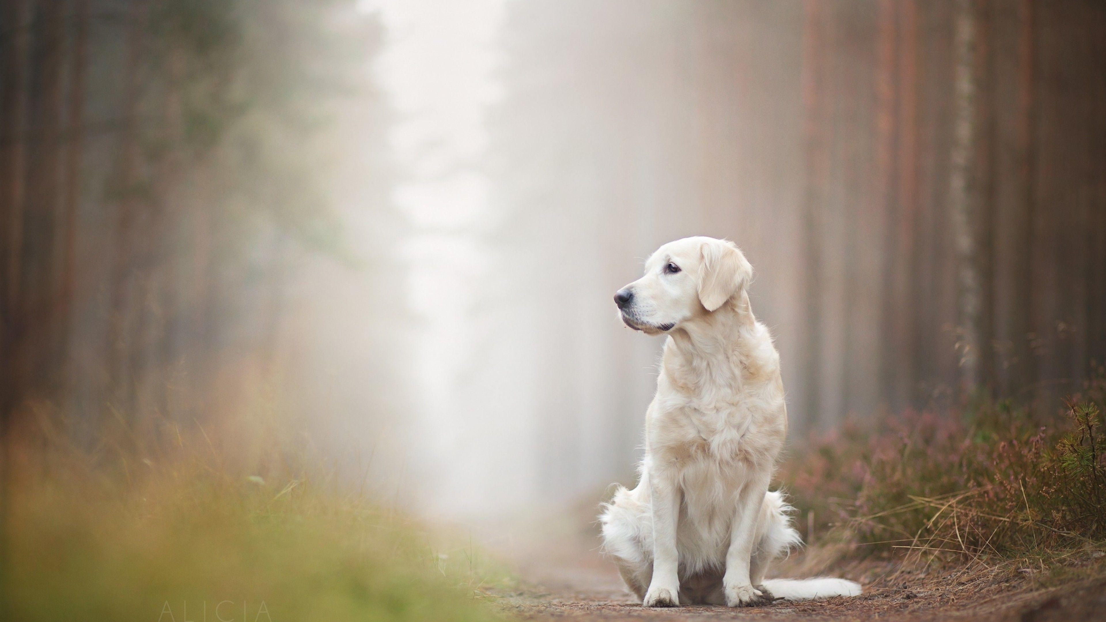 Labrador Retriever, Tiere, sitzend, süß, Download, 3840x2160 4K Desktop