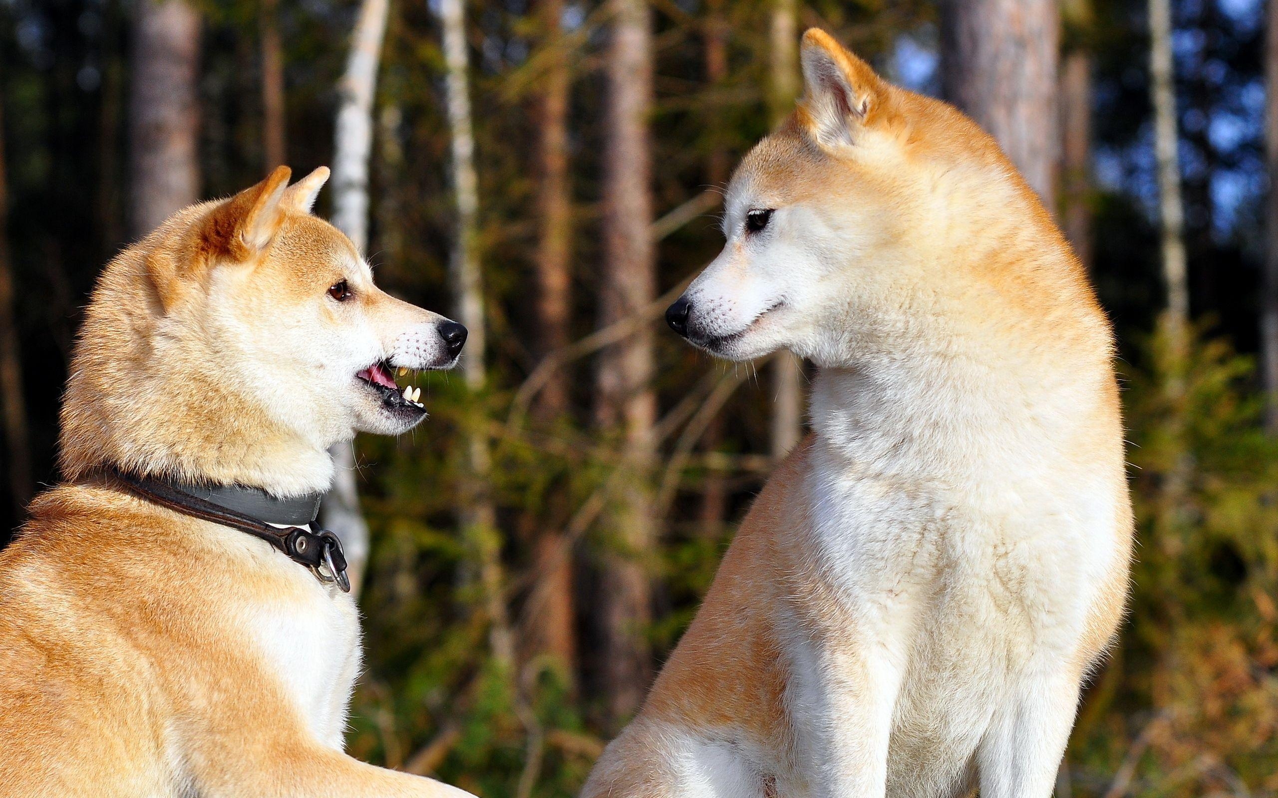 Shiba Inu, HD, Tierbilder, Hund, Hintergrund, 2560x1600 HD Desktop