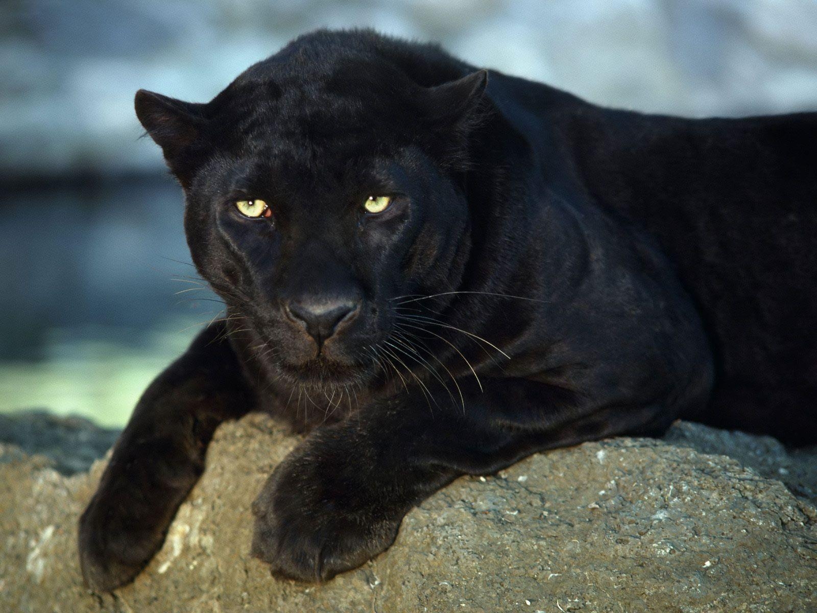 Tiere, Zoo, Schwarzer Panther, HQ, Hintergrund, 1600x1200 HD Desktop