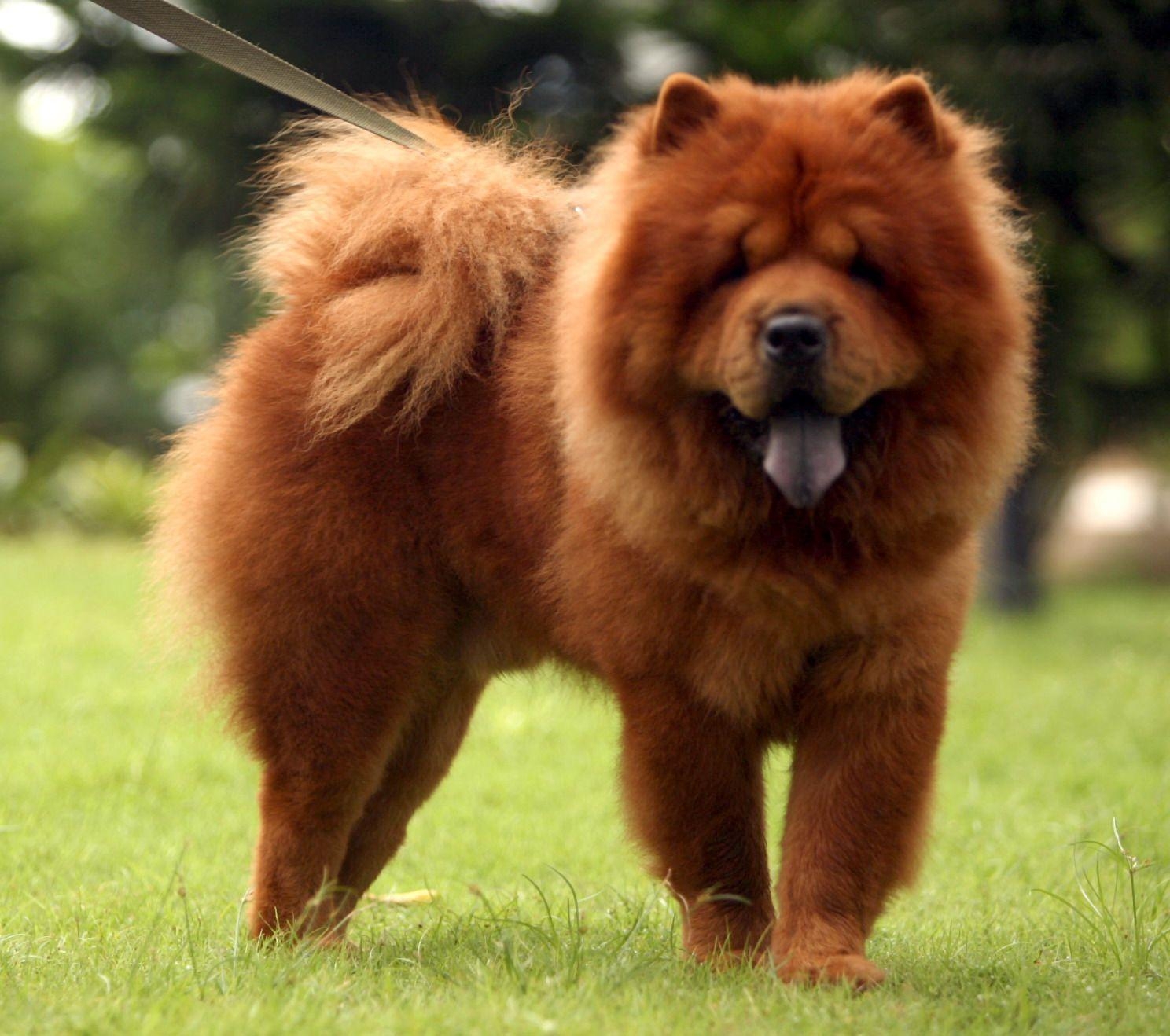 Chow Chow, Tier, Bild, Hund, HD, 1490x1320 HD Desktop