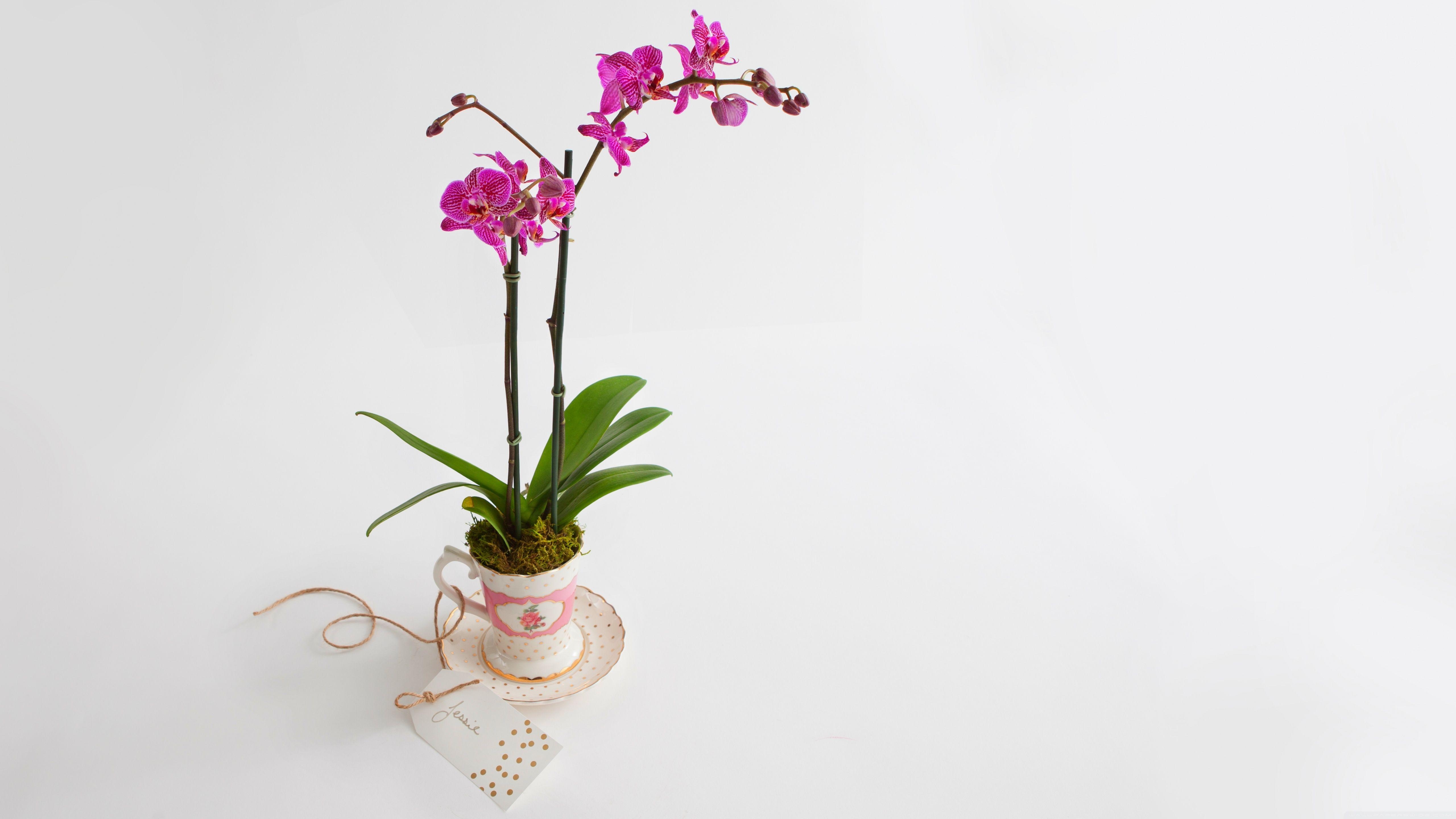 Phalaenopsis, Orchidee, Geschenk, 4K, Natur, 5120x2880 4K Desktop