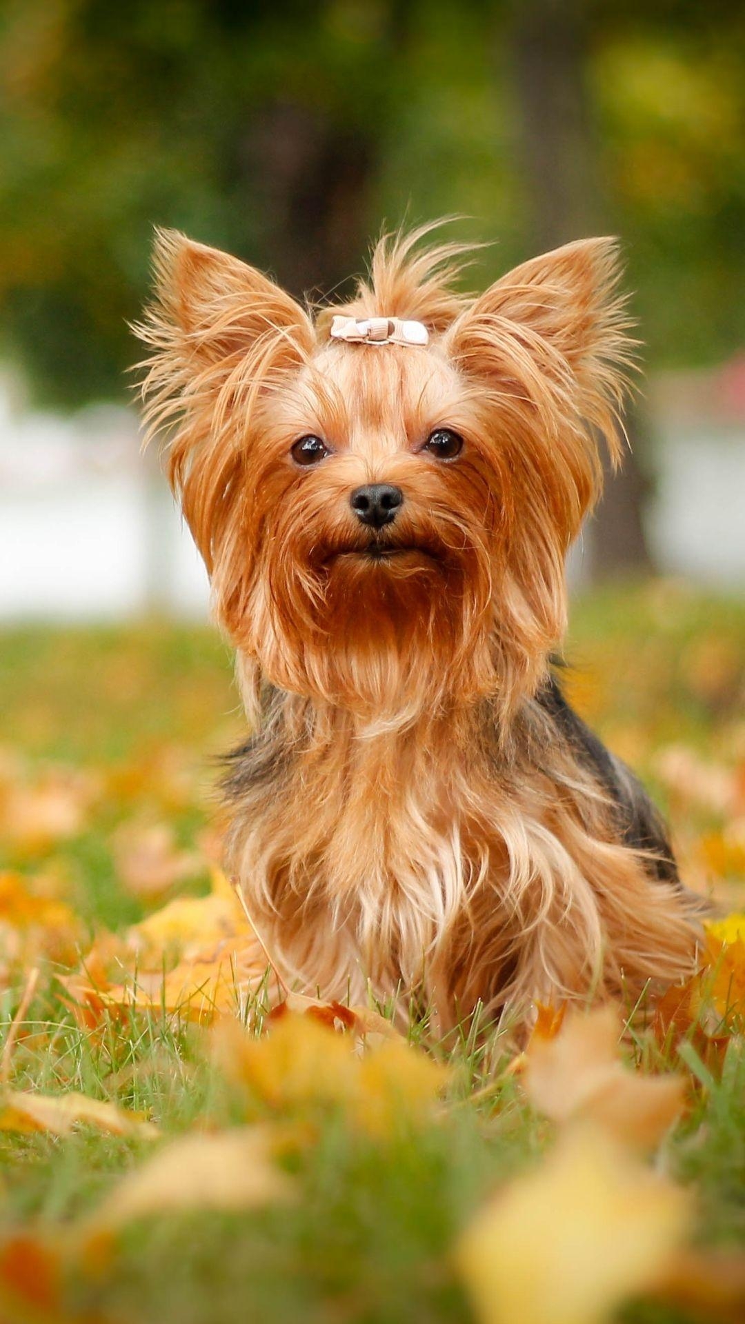 Yorkshire Terrier, Tiere, Wallpaper, Hintergrund, Hund, 1080x1920 Full HD Handy