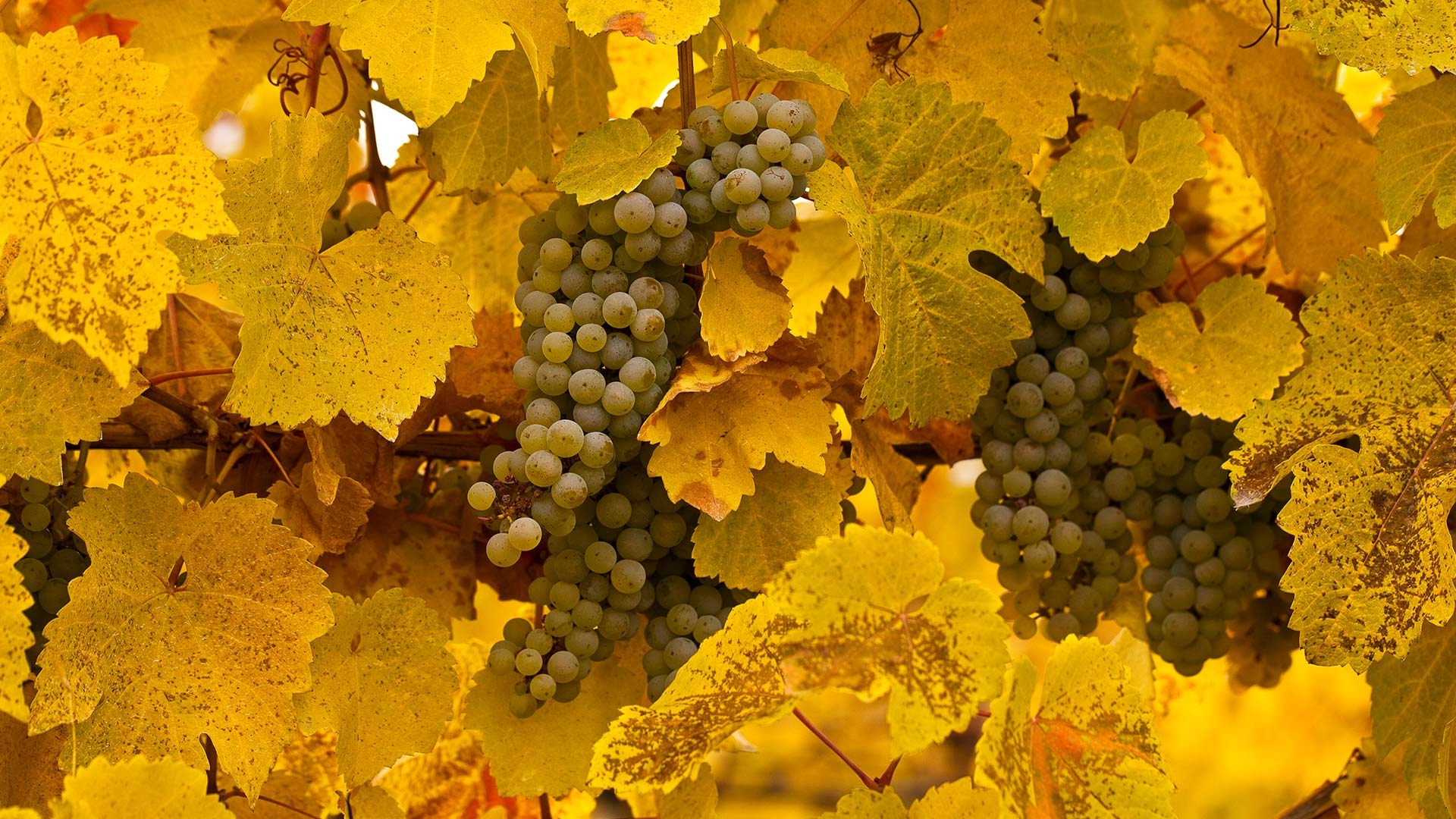 Okanagan, Trauben, Natur, Frucht, Weinbau, 1920x1080 Full HD Desktop