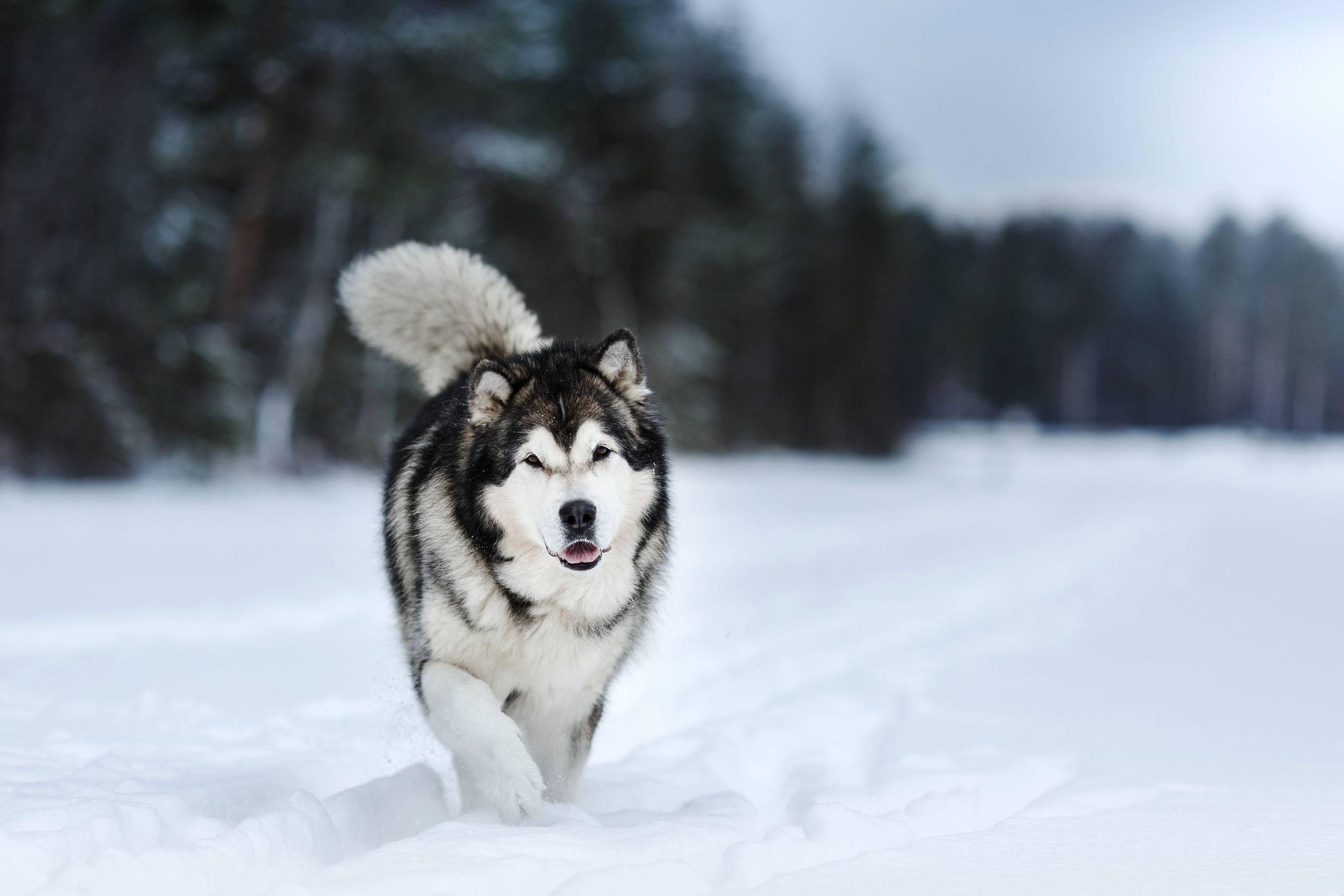 Alaskan Malamute, Hund, Winter, Schnee, Hintergrundbild, 2800x1870 HD Desktop