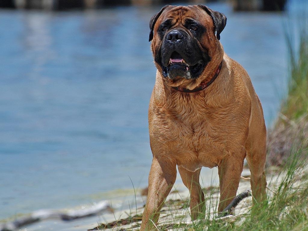 Bullmastiff, Tiere, Bild, Hund, Hintergrund, 1030x770 HD Desktop