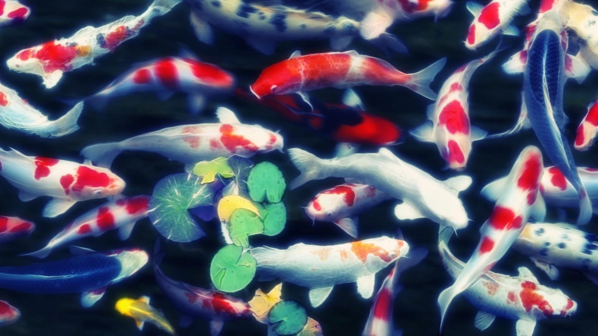 Koi, Fische, HD Galerie, Eleganz, Wasser, 1920x1080 Full HD Desktop