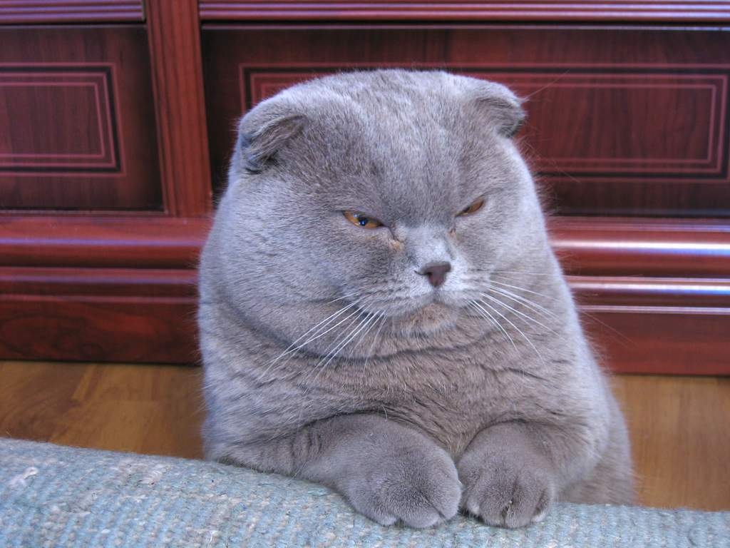 Majestätische Scottish Fold, Wunder der Natur, Fotos, Schön, Majestätisch, 1030x770 HD Desktop