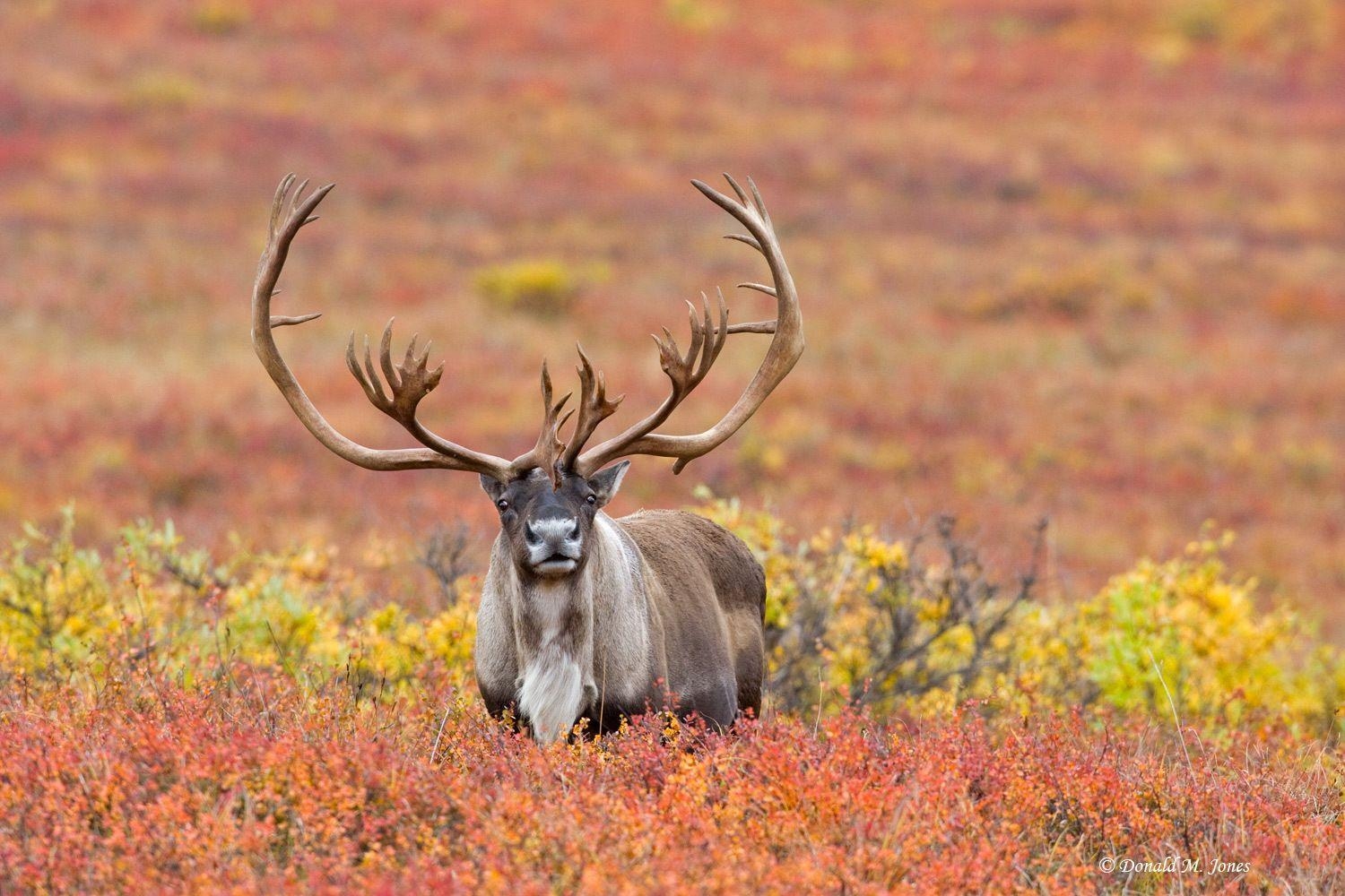 Karibu, wild, Tierhintergrund, majestätisch, arktisches Tier, 1500x1000 HD Desktop