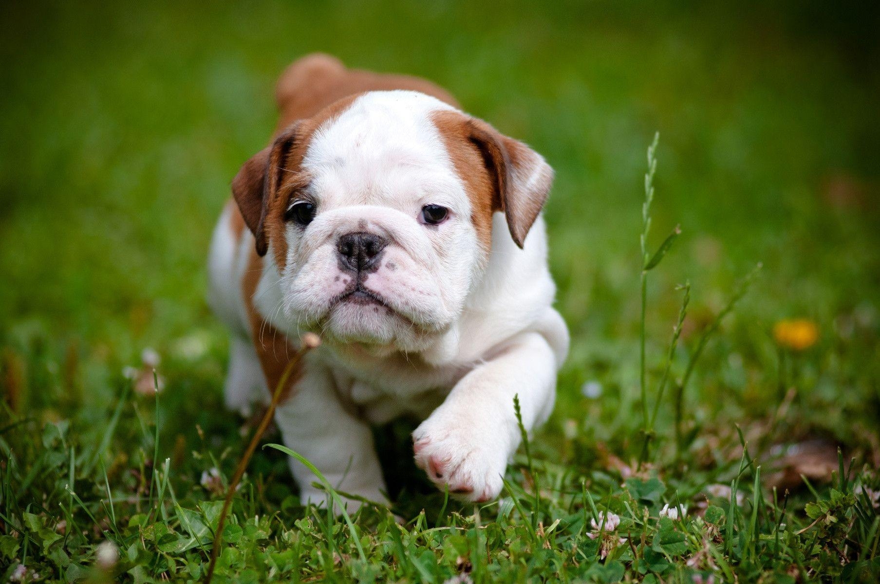 Bulldogge, PC, Hintergrund, Bild, Tier, 1810x1200 HD Desktop