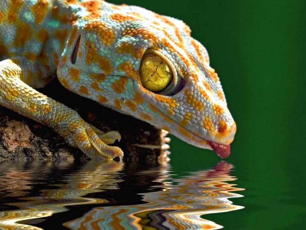 Gecko, Reptilien, Farben, Naturbild, HD, 1030x770 HD Desktop