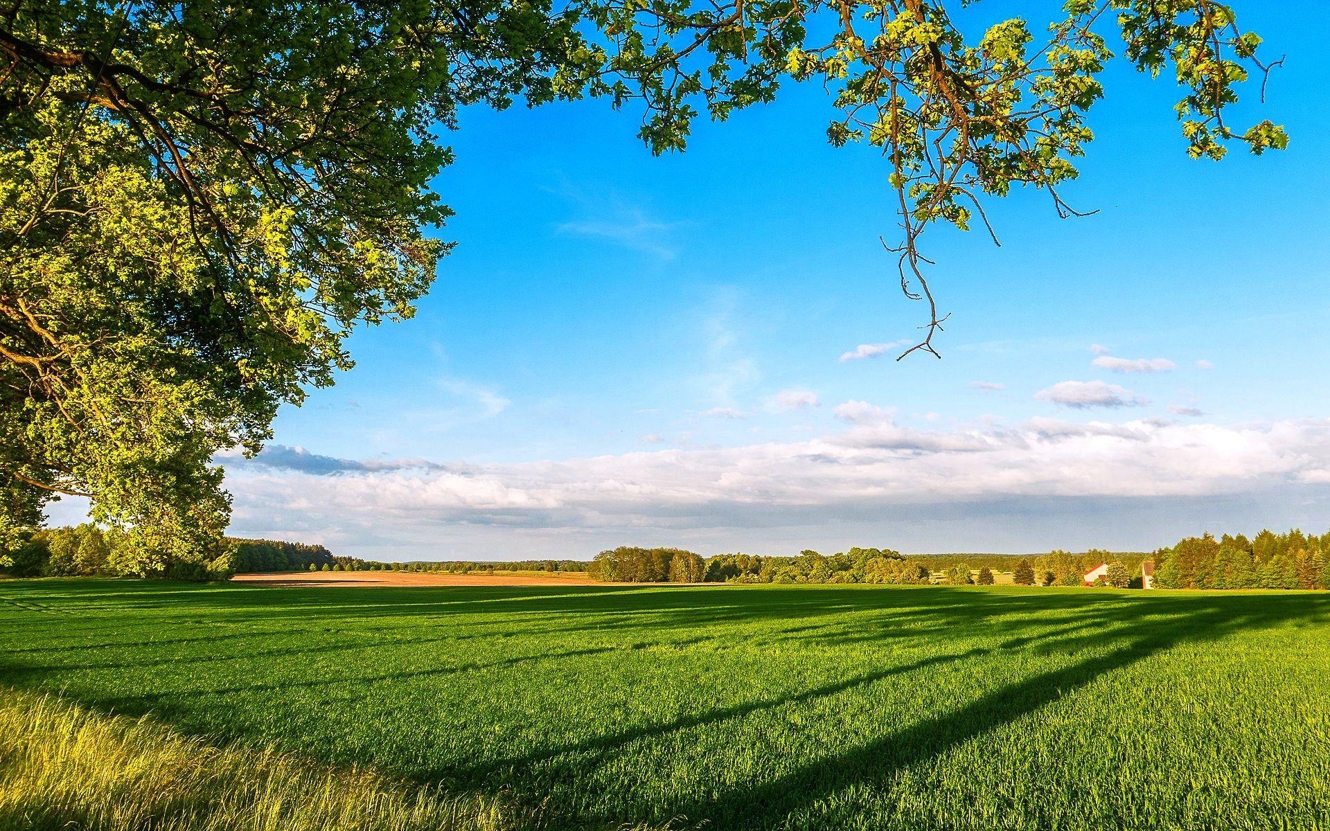 Bäume, Wolken, Frühling, Himmel, Feld, 1920x1200 HD Desktop