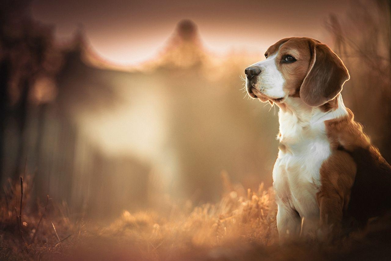 Beagle Hunde, Tiere, Bild, Haustiere, Fotografie, 1280x860 HD Desktop