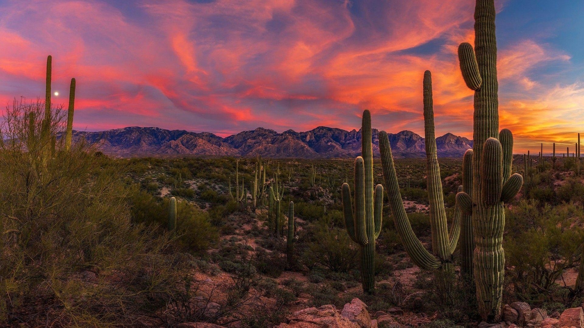 Tucson, Arizona, Saguaro, Sonorawüste, Sonnenuntergang, 1920x1080 Full HD Desktop