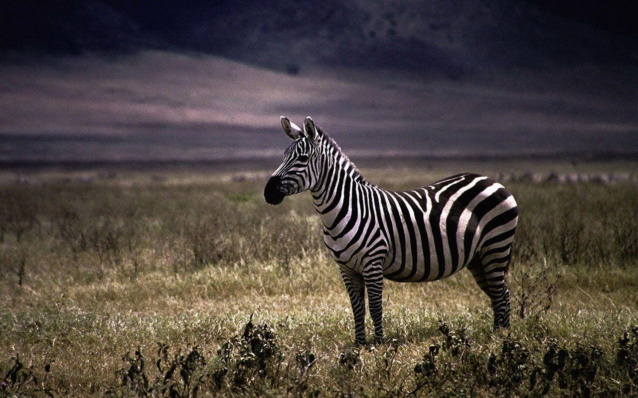 Zebra, Tiere, Hintergrund, Kategorie, Bild, 1280x800 HD Desktop