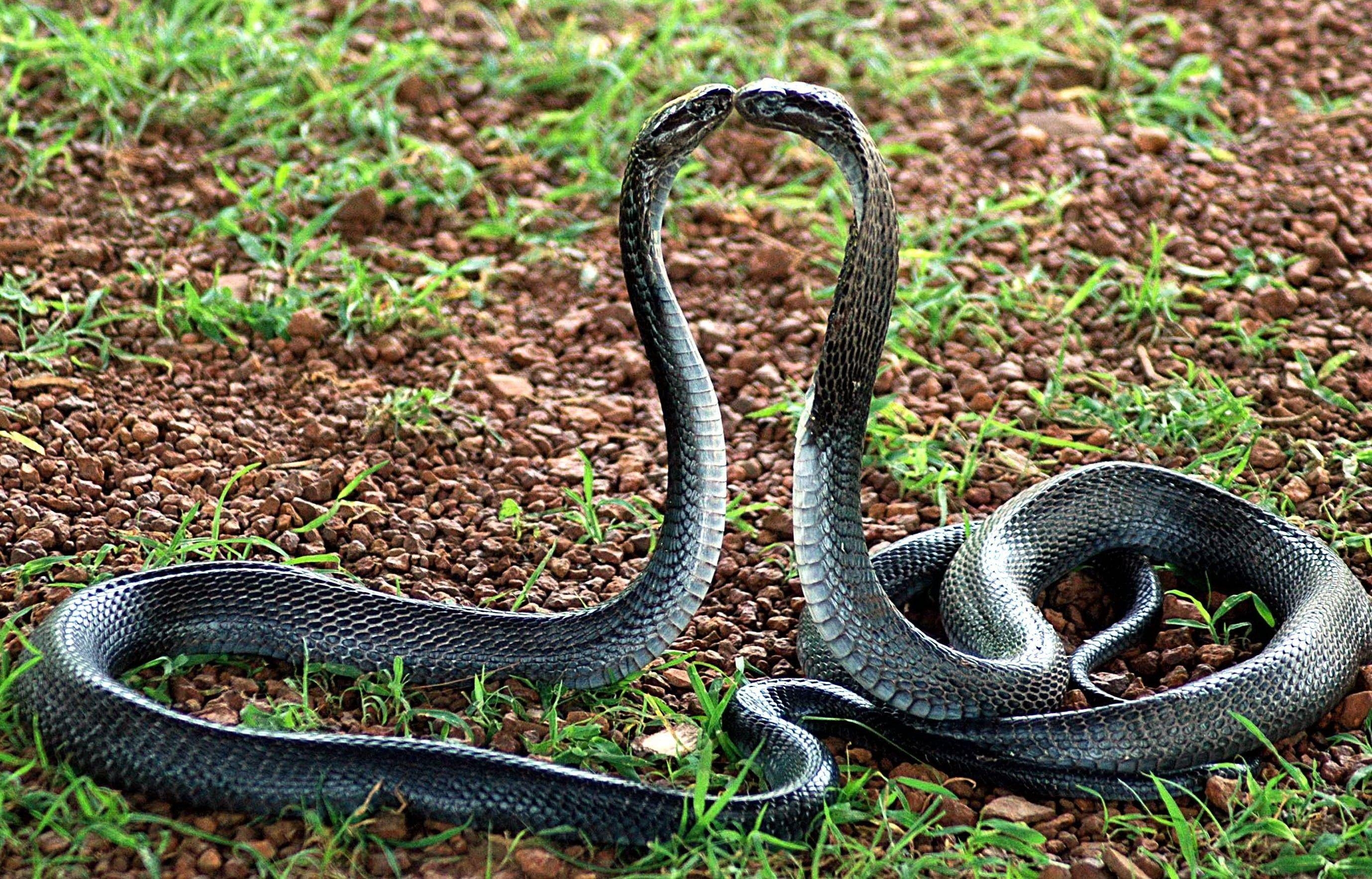 Indische Königskobra, HD, Schlange, Reptil, 2760x1770 HD Desktop