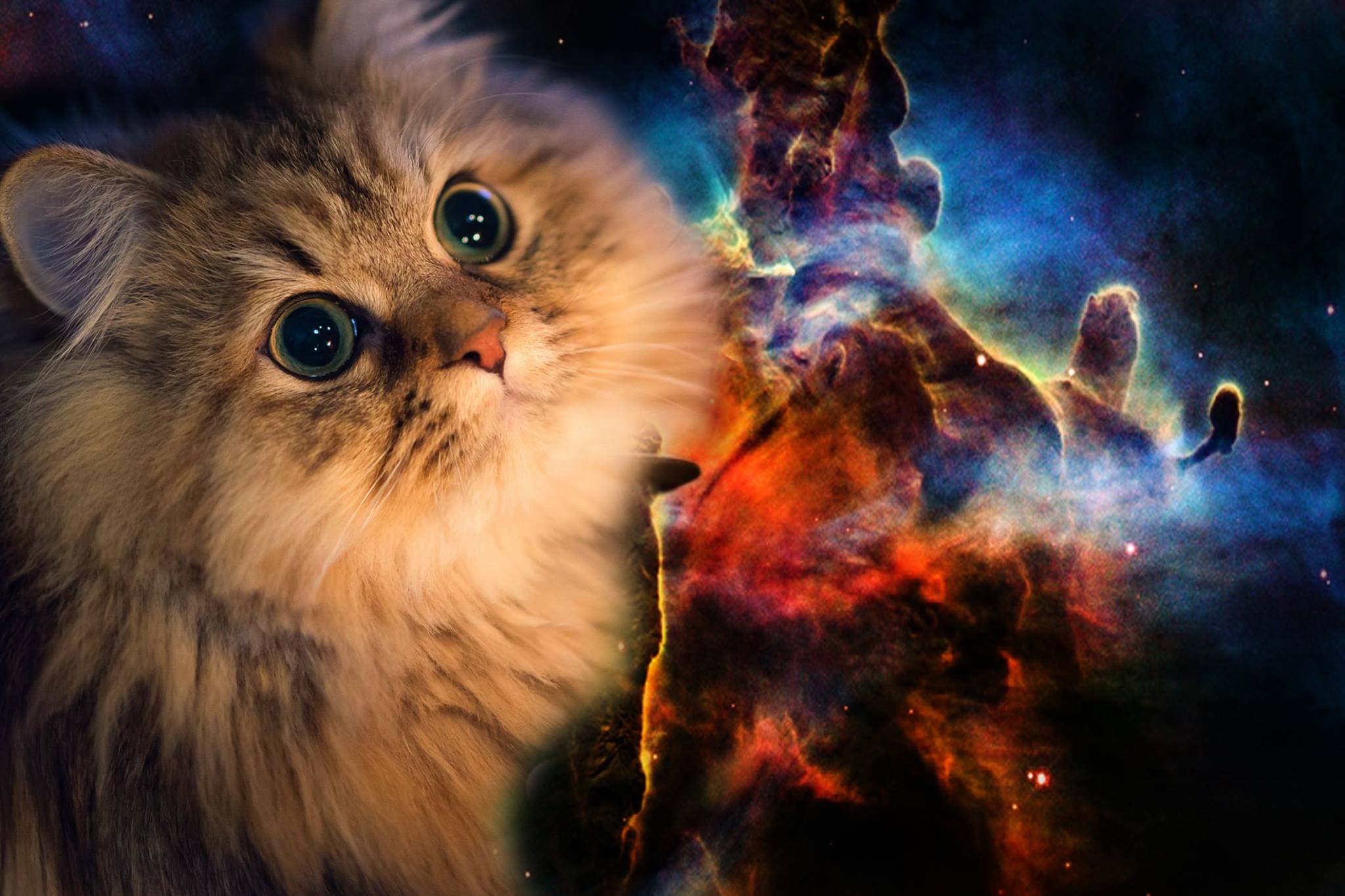 Katze, Handy Hintergrund, Galaxie, Sonnenbrillen, Stilvoll, 2050x1370 HD Desktop