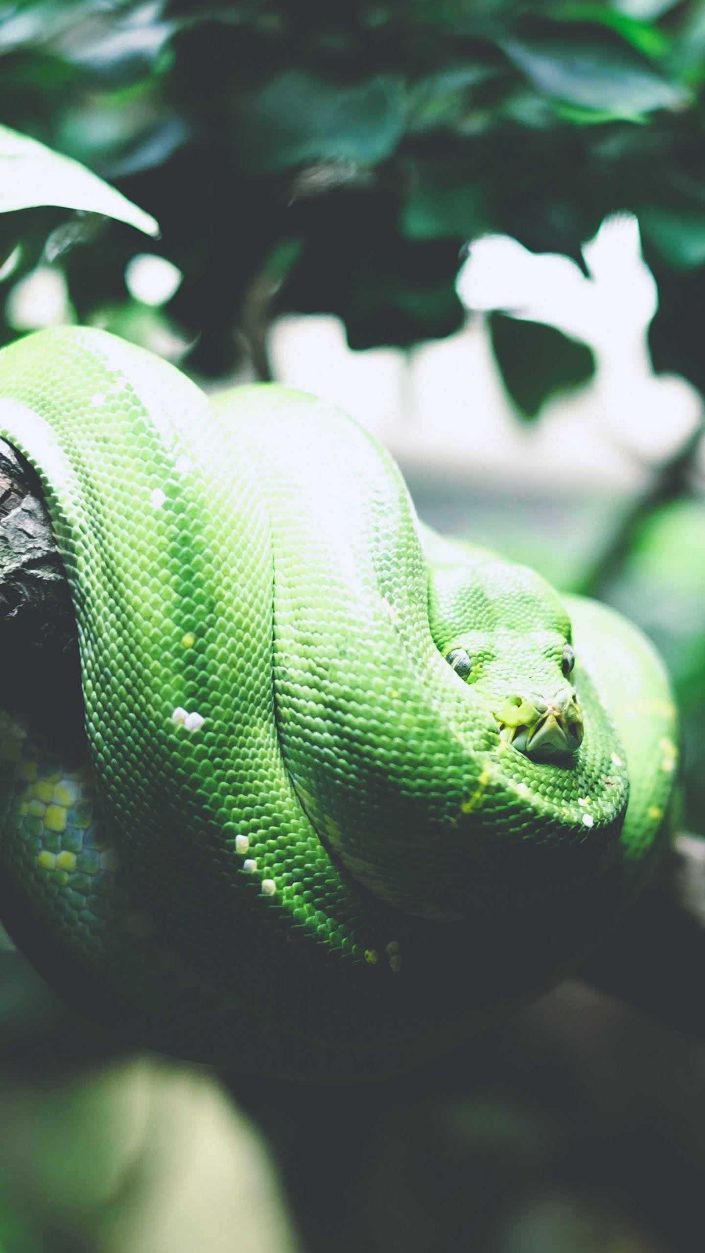 Boa Constrictor, Baum, Schlange, Android, Hintergrund, 1440x2560 HD Handy