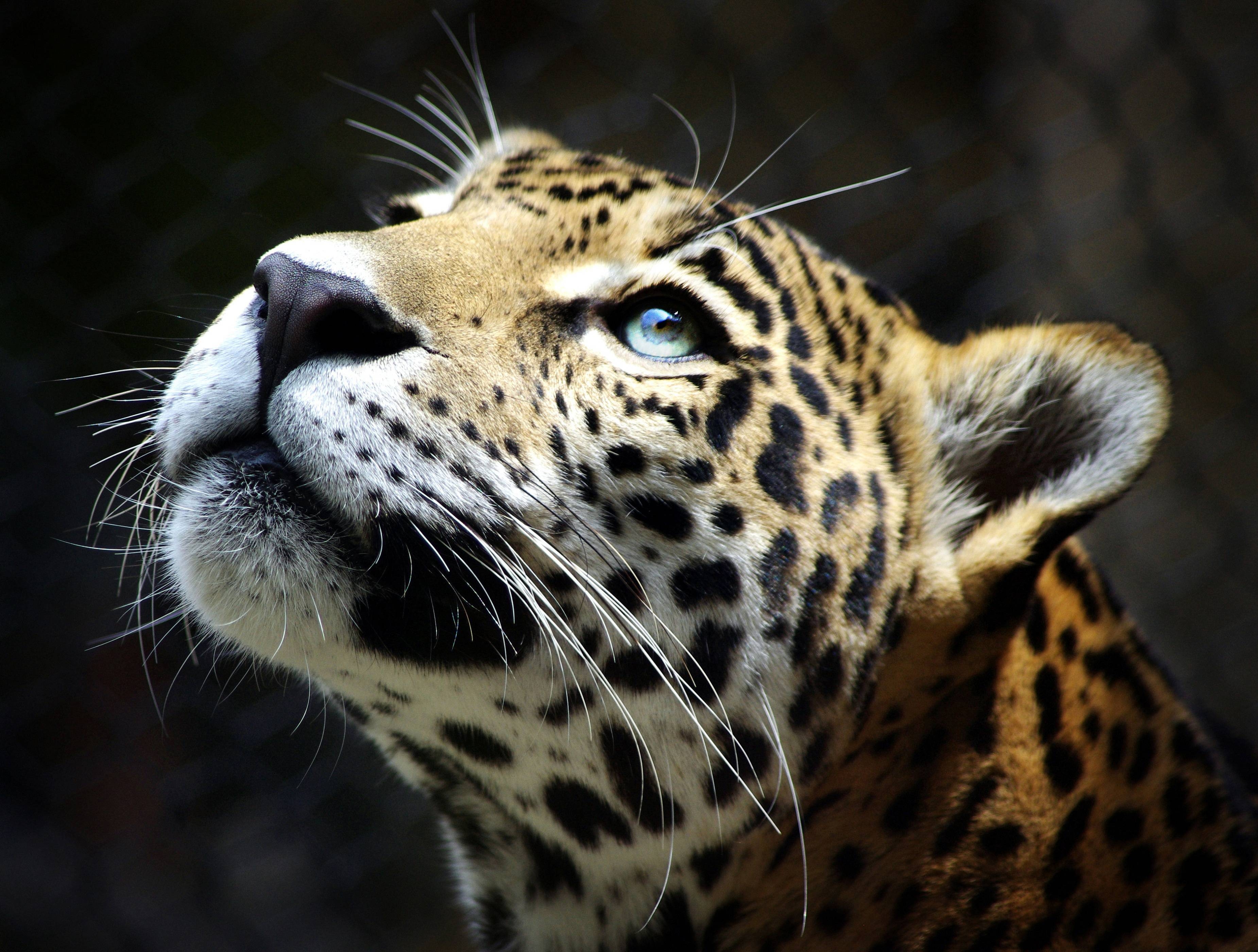 Leopard, Tierwelt, Wildkatze Natur, 3700x2800 4K Desktop