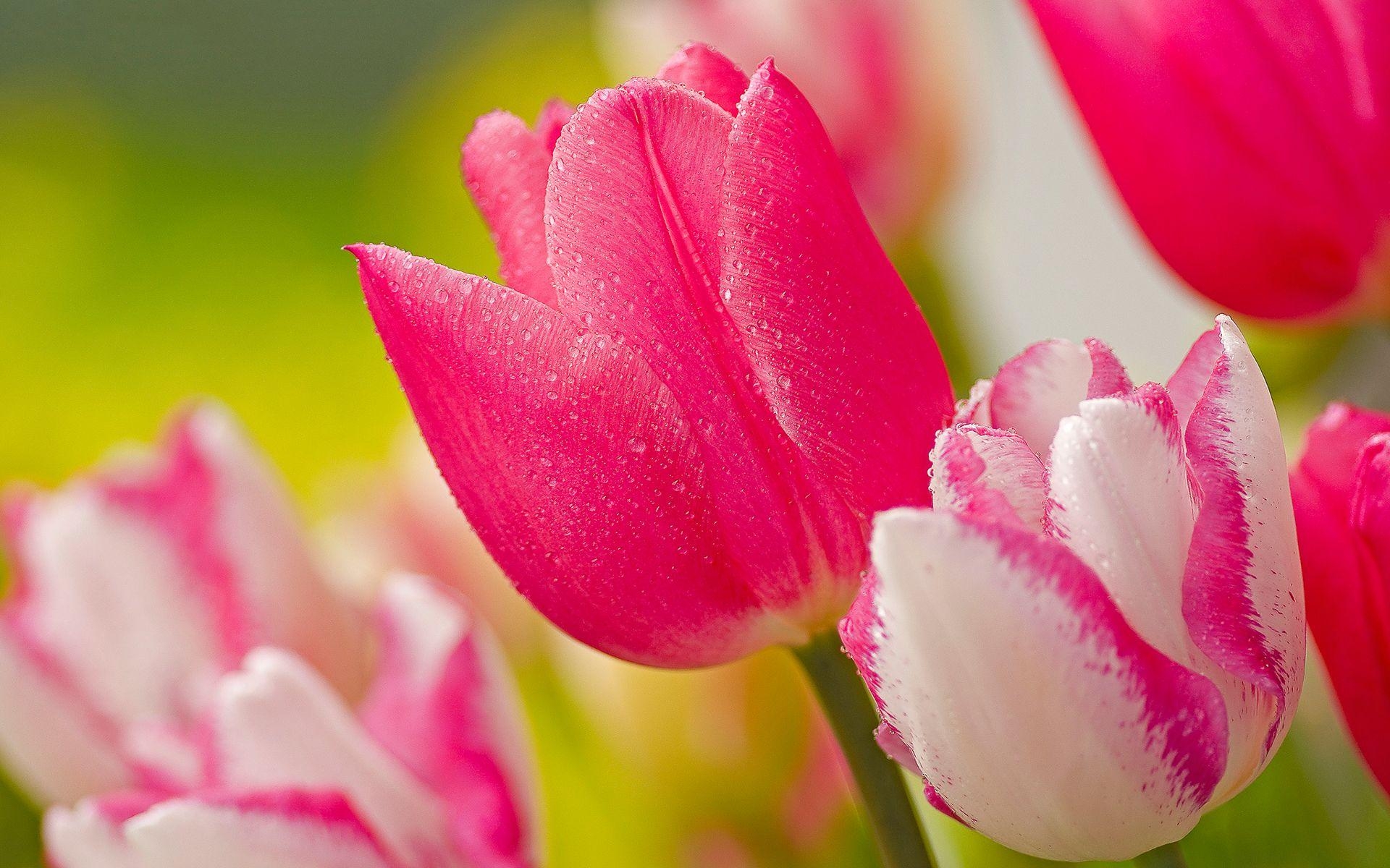 Tulpe Natur, heiß, Desktop, Mobil, Tablett, 1920x1200 HD Desktop