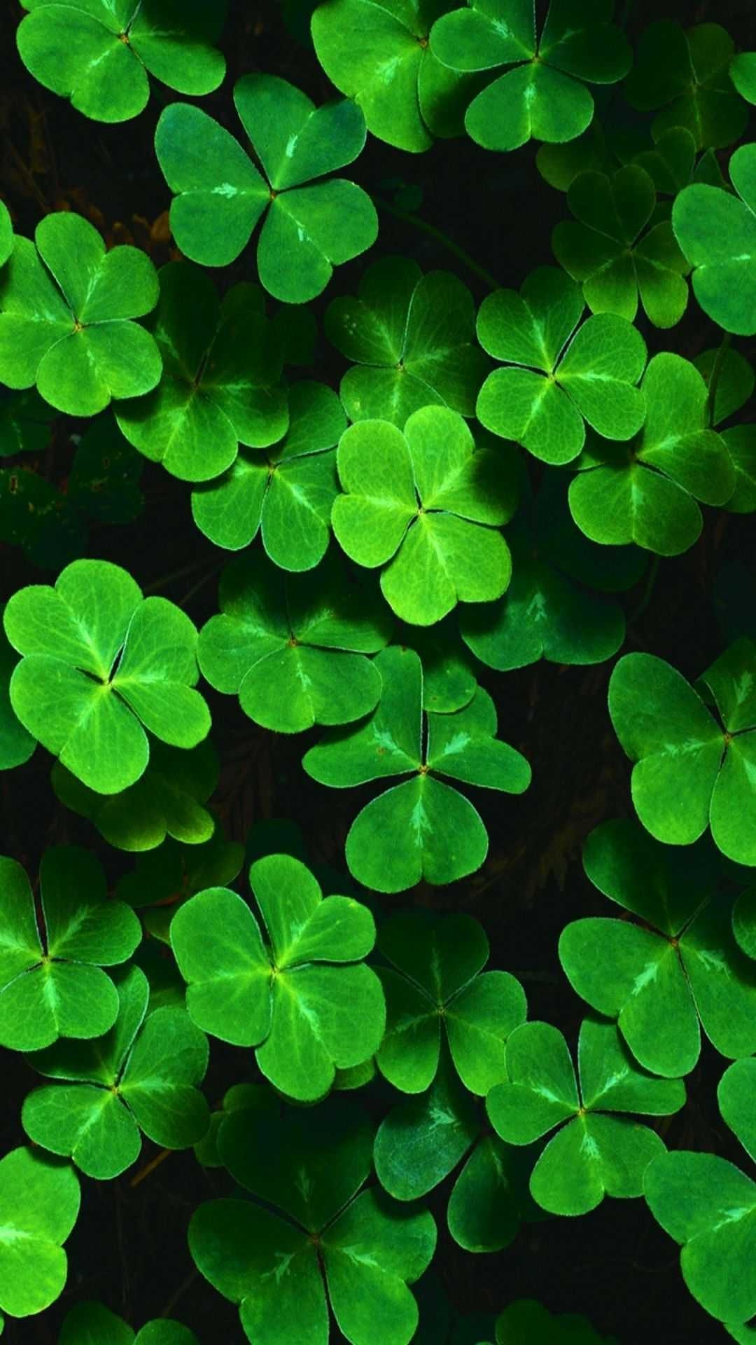 Shamrock iPhone, Hintergrund, Kostenlos, HD, Glück, 1080x1920 Full HD Handy