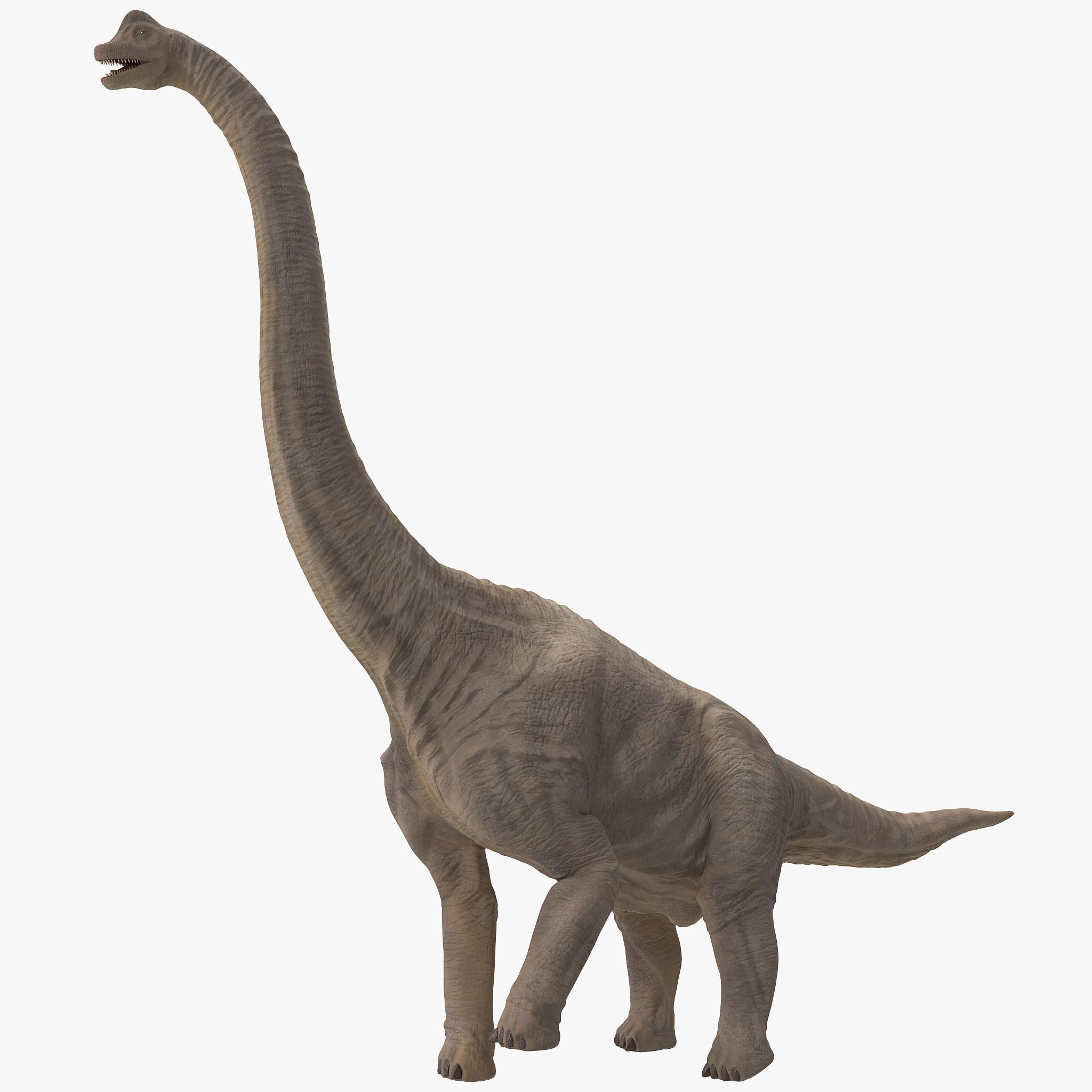 Brachiosaurus, Dinosaurier, Jura, Tier, Bild, 2050x2050 HD Handy