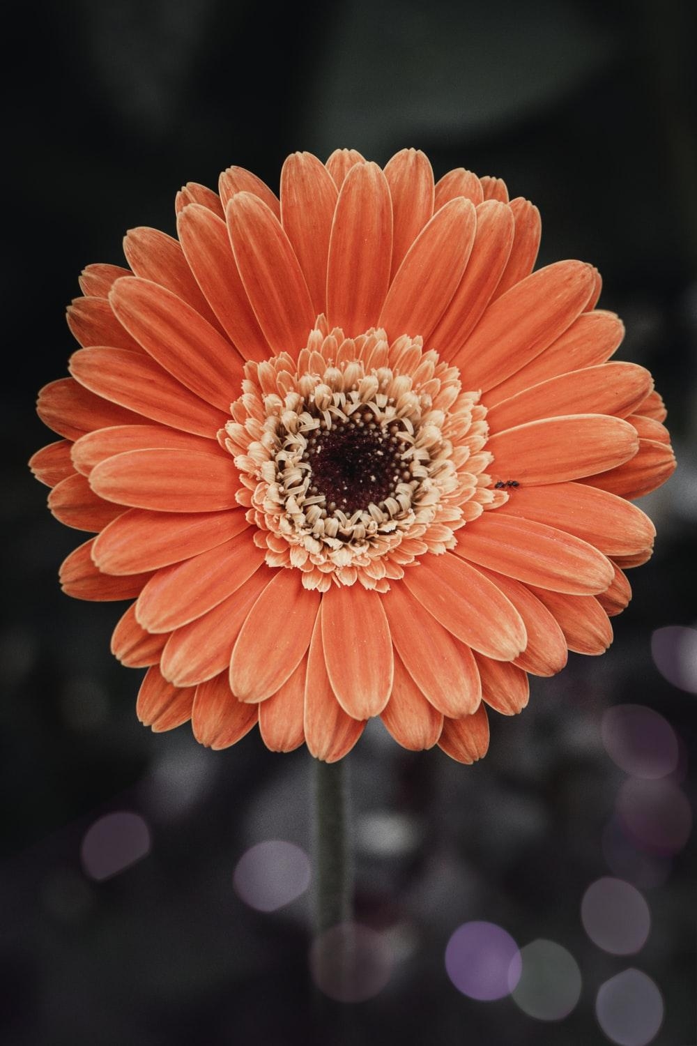 Gerbera Gänseblümchen, Natur, Bild, Kostenloser Download, 1000x1500 HD Handy