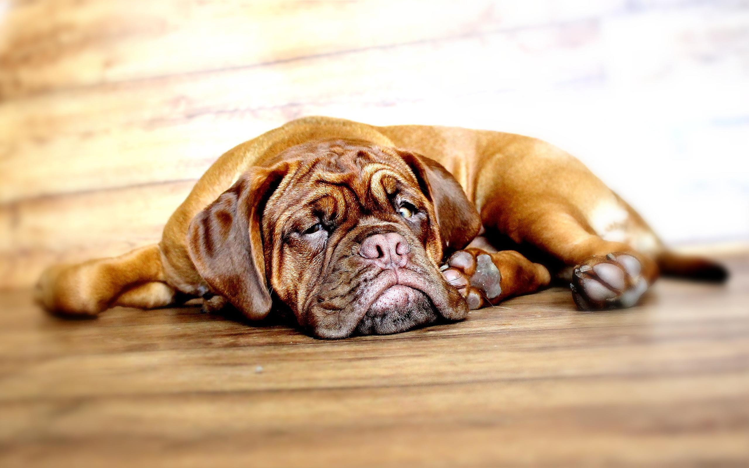 Bullmastiff, lustiger Hund, Tiere, Bild, HD, 2560x1600 HD Desktop