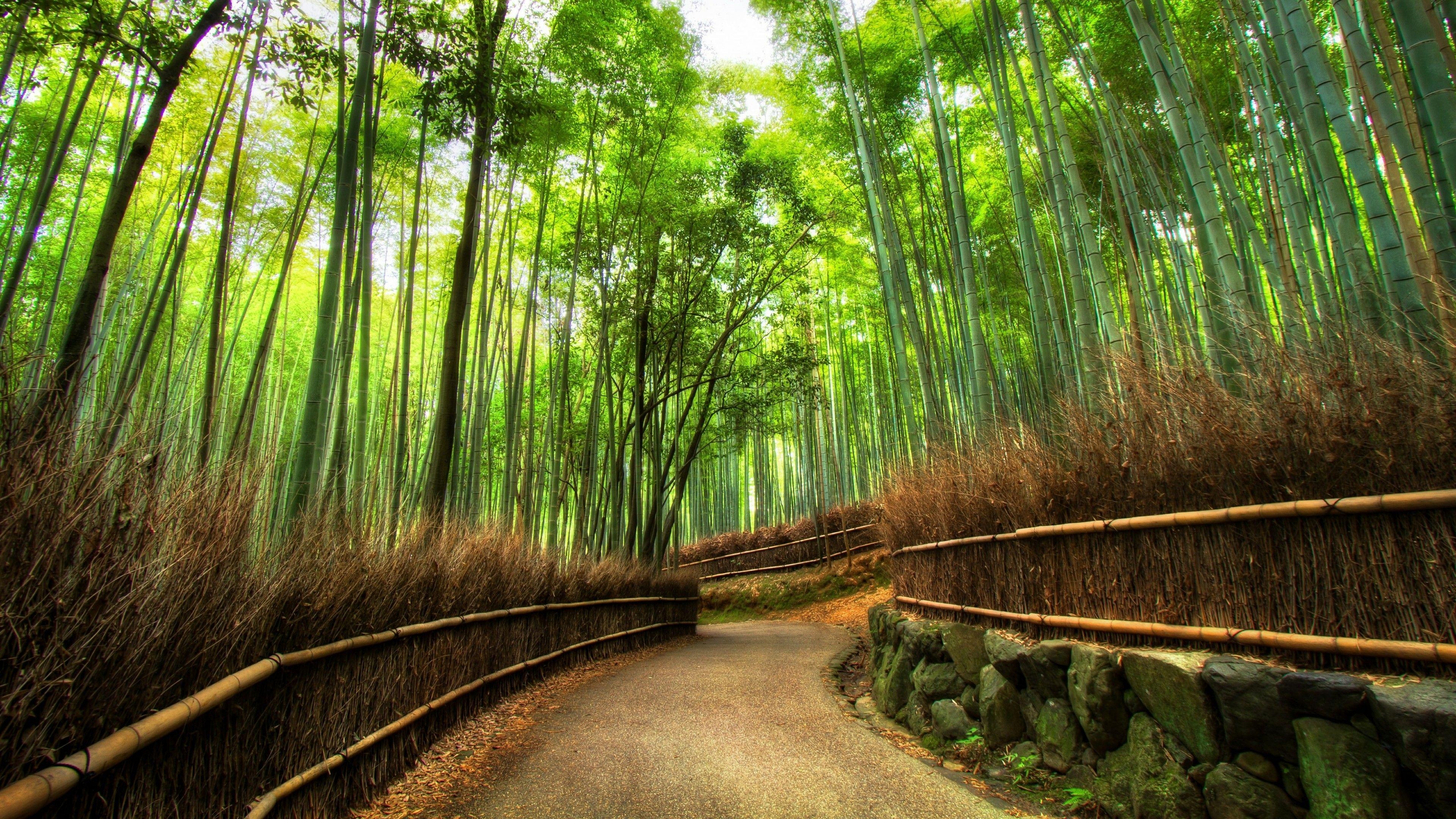 Arashiyama Bambushain, Japan, Kyoto, Bild, Hintergründe, 3840x2160 4K Desktop