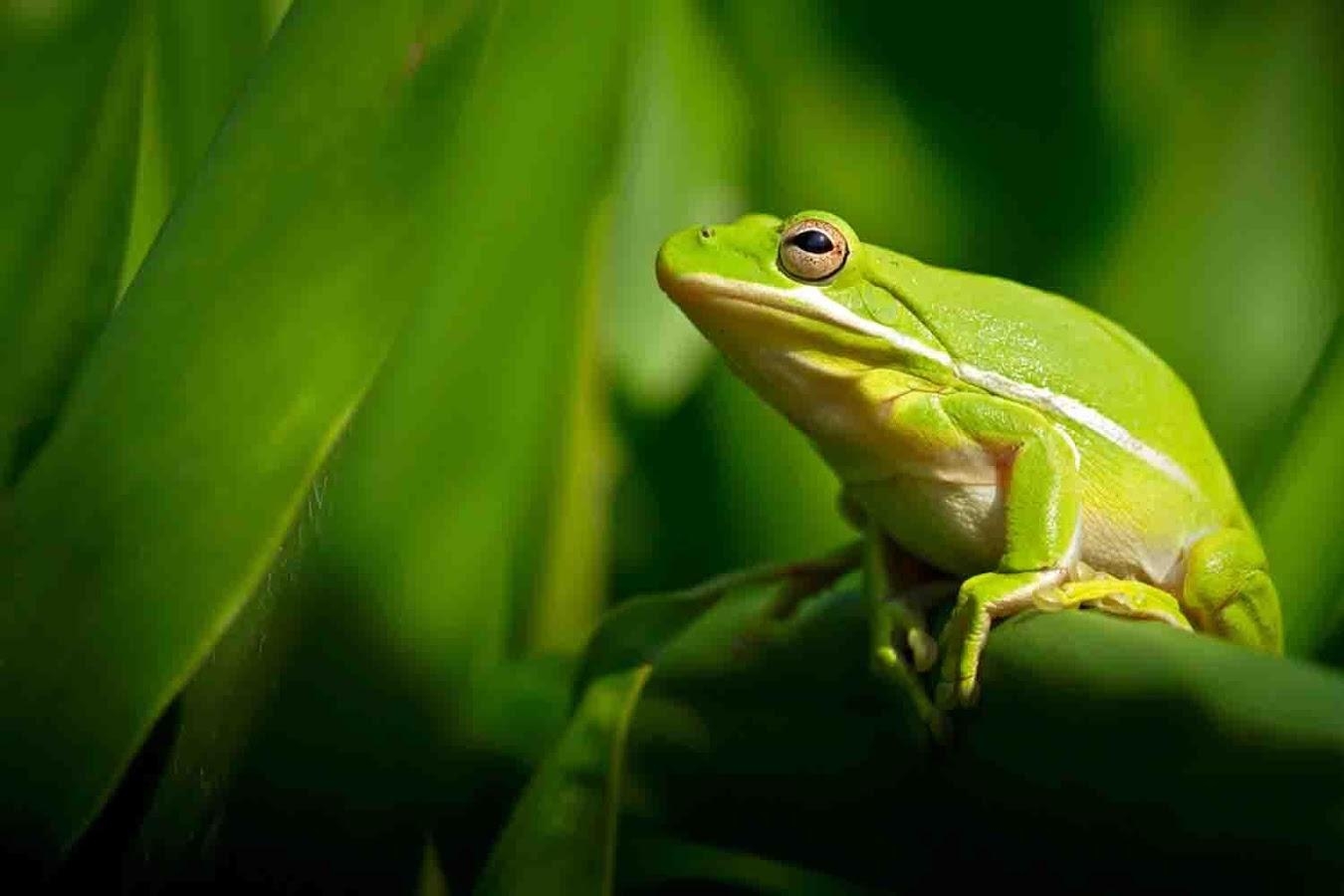 Frosch, Hintergrund, 900px, Tiere, Natur, 1350x900 HD Desktop