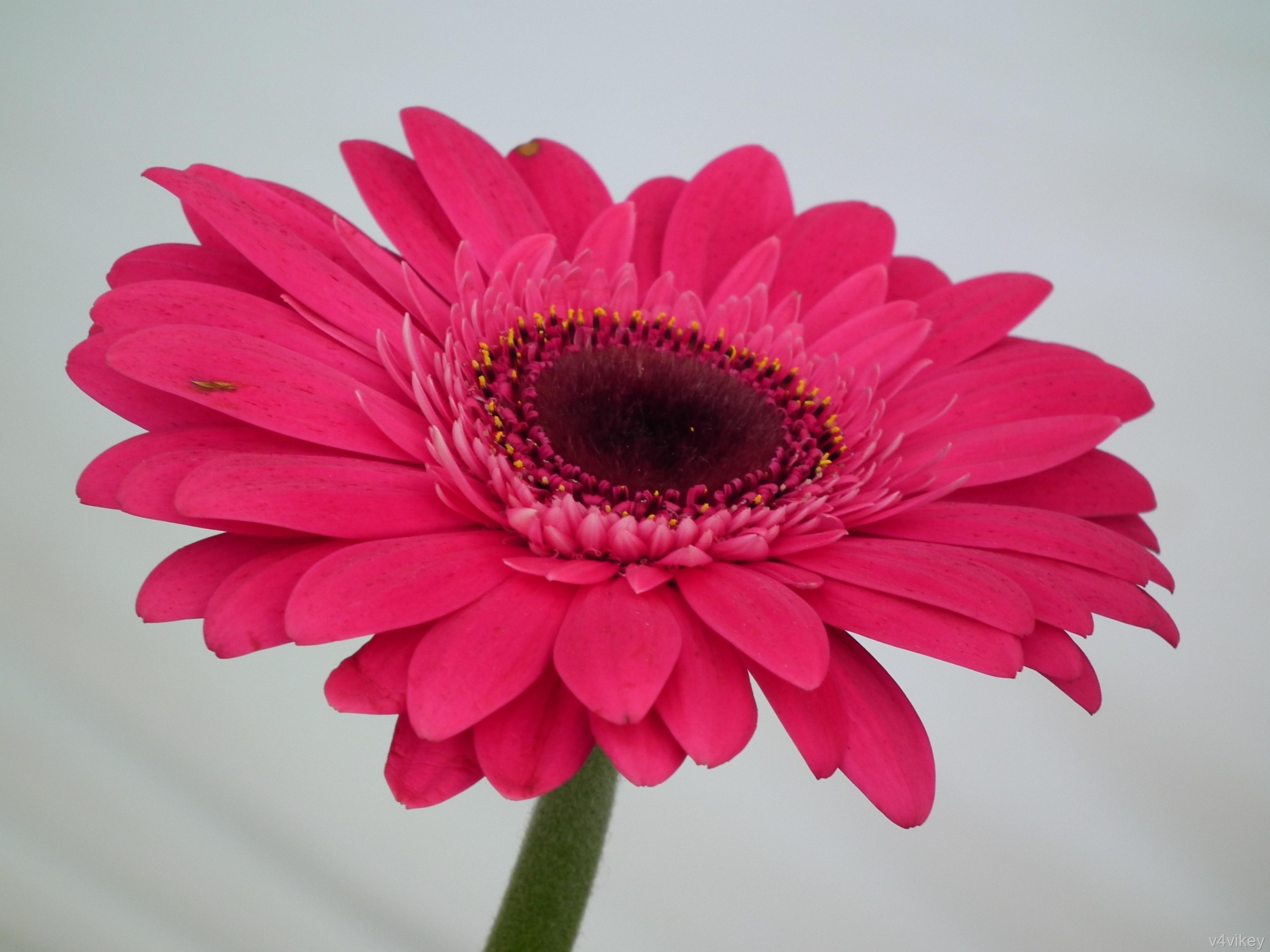 Gerbera Daisy, Pink, Natur, Desktop, Mobilgerät, 3650x2740 4K Desktop