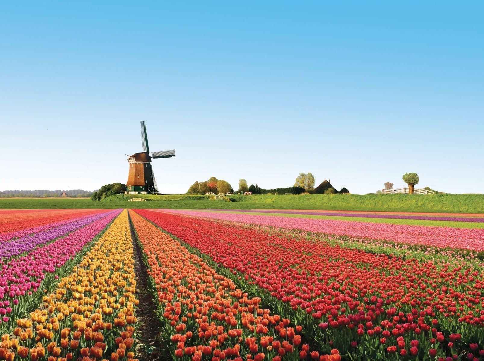 Niederlande, Tulpenfelder, Blumenparadies, HD, Bild, 1610x1200 HD Desktop