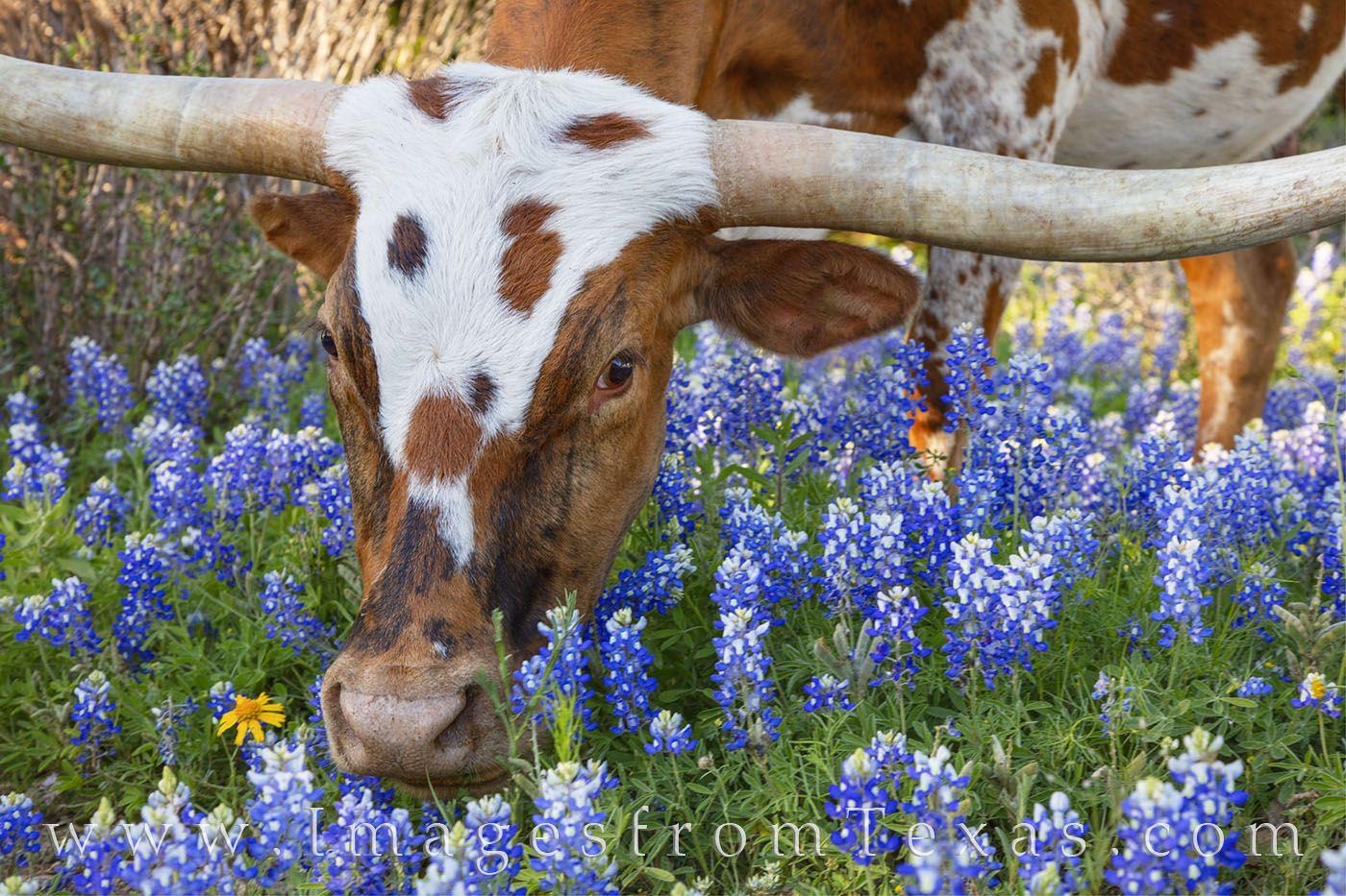 Longhorns, Bluebonnets, Texas, Wildblumen, Frühling, 1400x940 HD Desktop